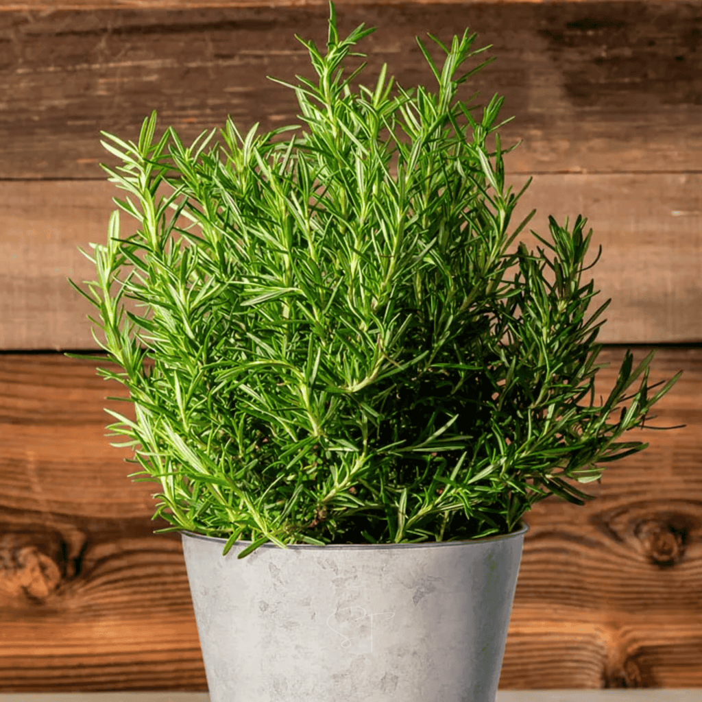 Rosemary – 50 Seeds | | Wiccan Center