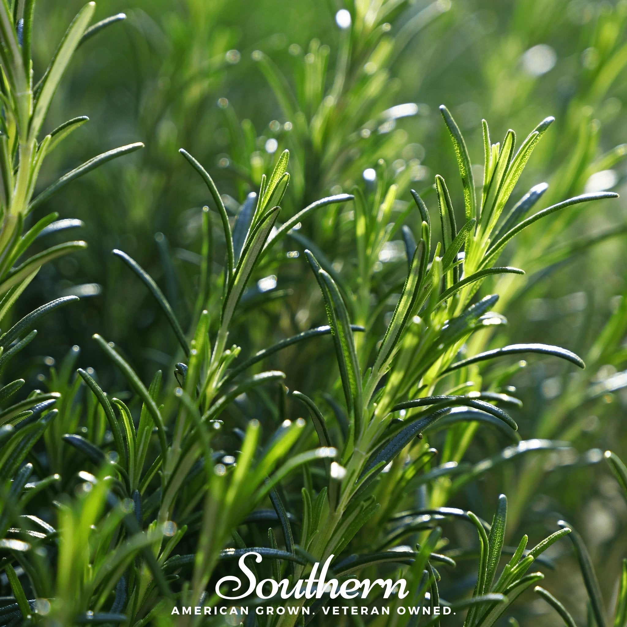 Rosemary – 50 Seeds | | Wiccan Center