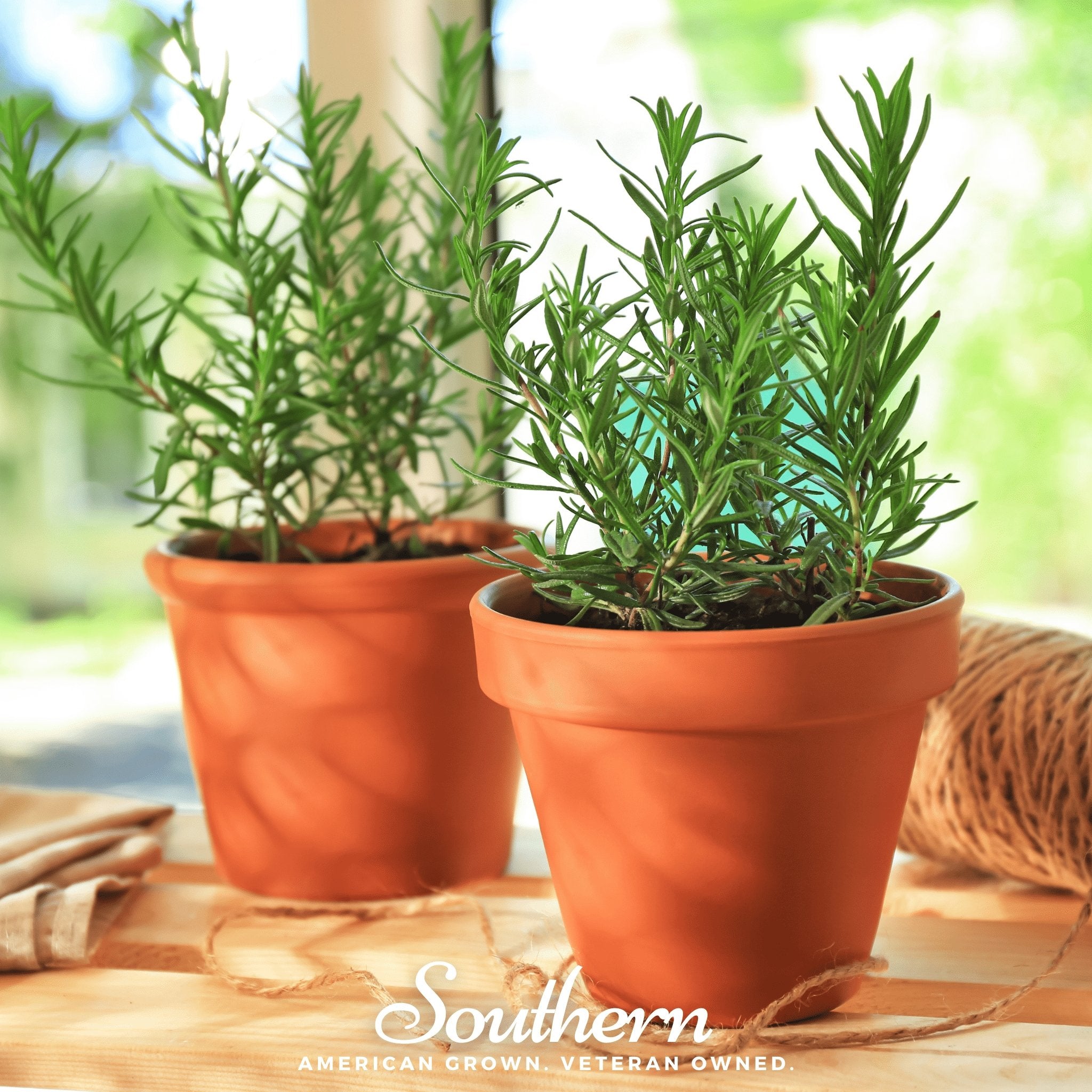 Rosemary – 50 Seeds | | Wiccan Center