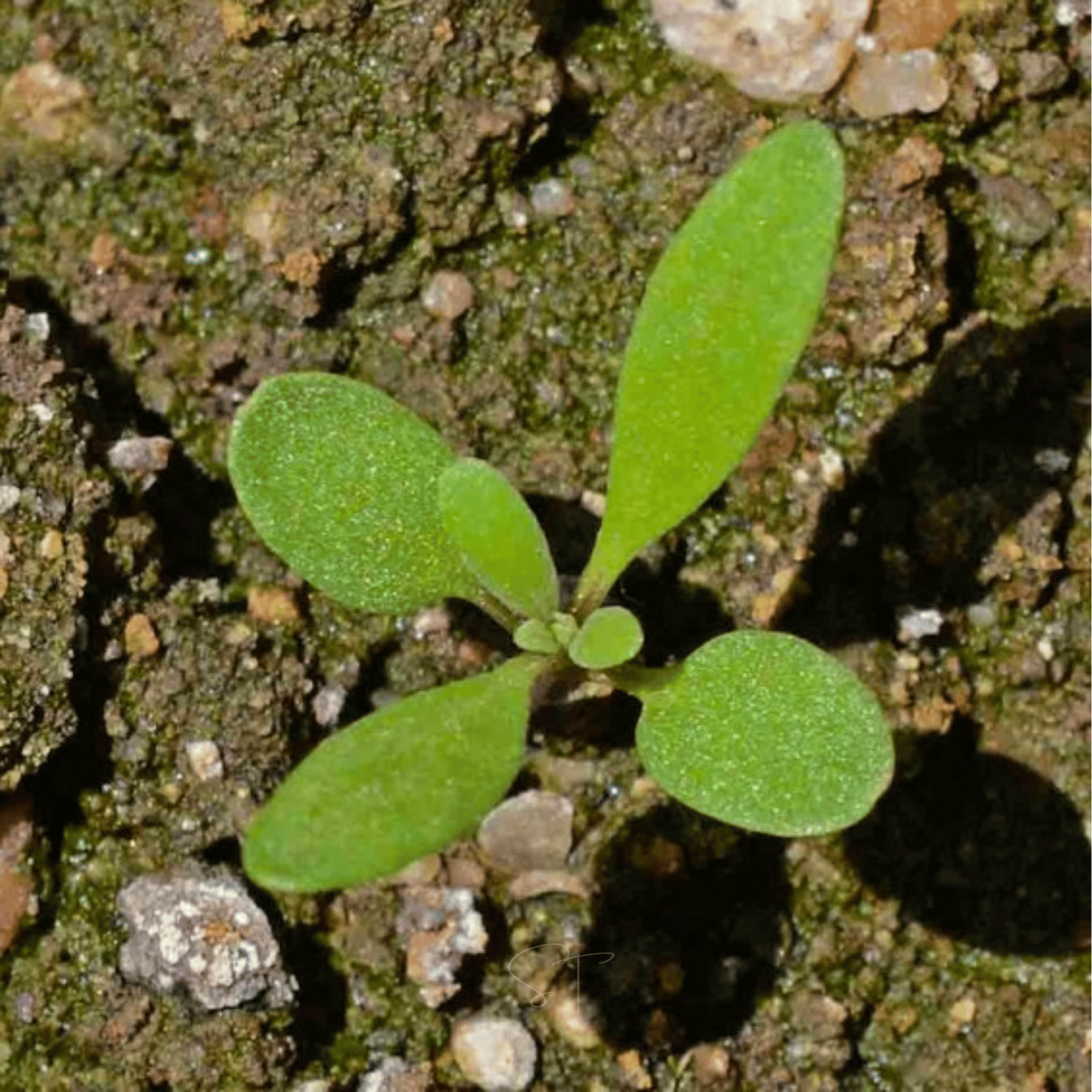 Royal Carpet Alyssum – 100 Seeds | Seeds | Wiccan Center