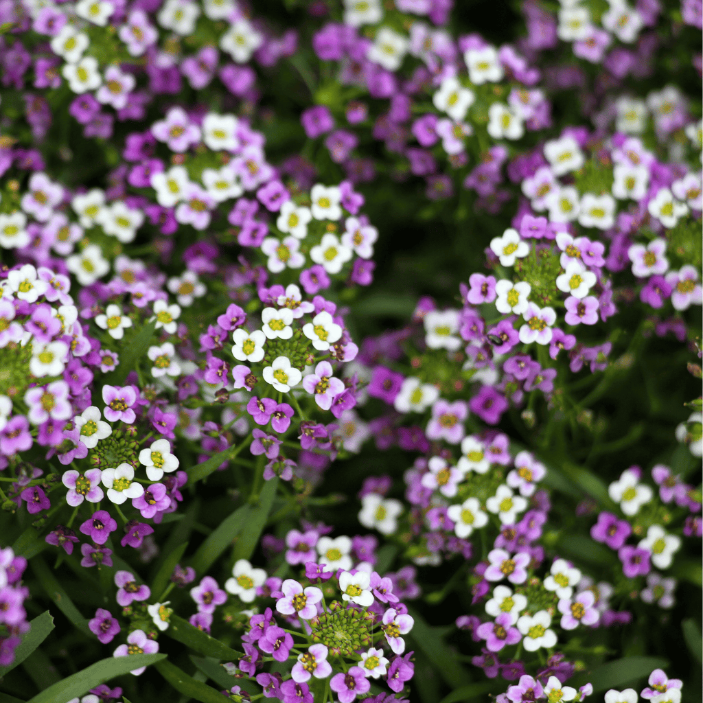 Royal Carpet Alyssum – 100 Seeds | Seeds | Wiccan Center