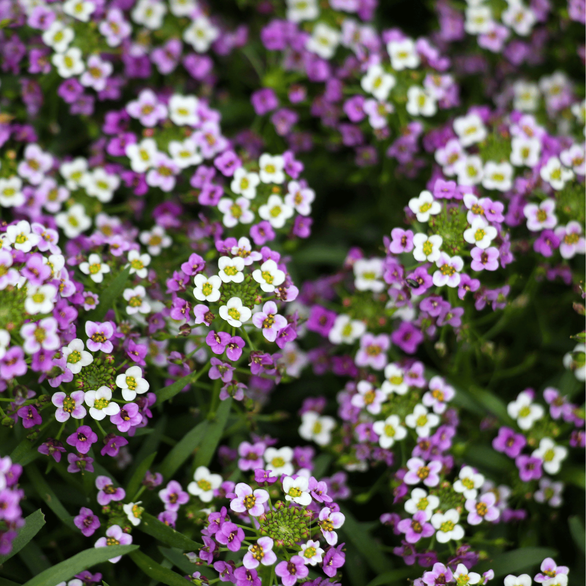 Royal Carpet Alyssum – 100 Seeds | Seeds | Wiccan Center