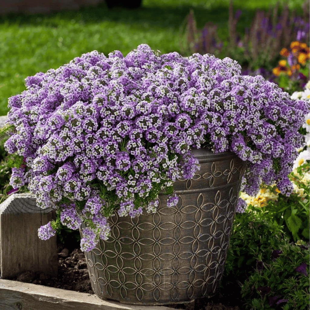 Royal Carpet Alyssum – 100 Seeds | Seeds | Wiccan Center