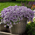 Royal Carpet Alyssum – 100 Seeds | Seeds | Wiccan Center