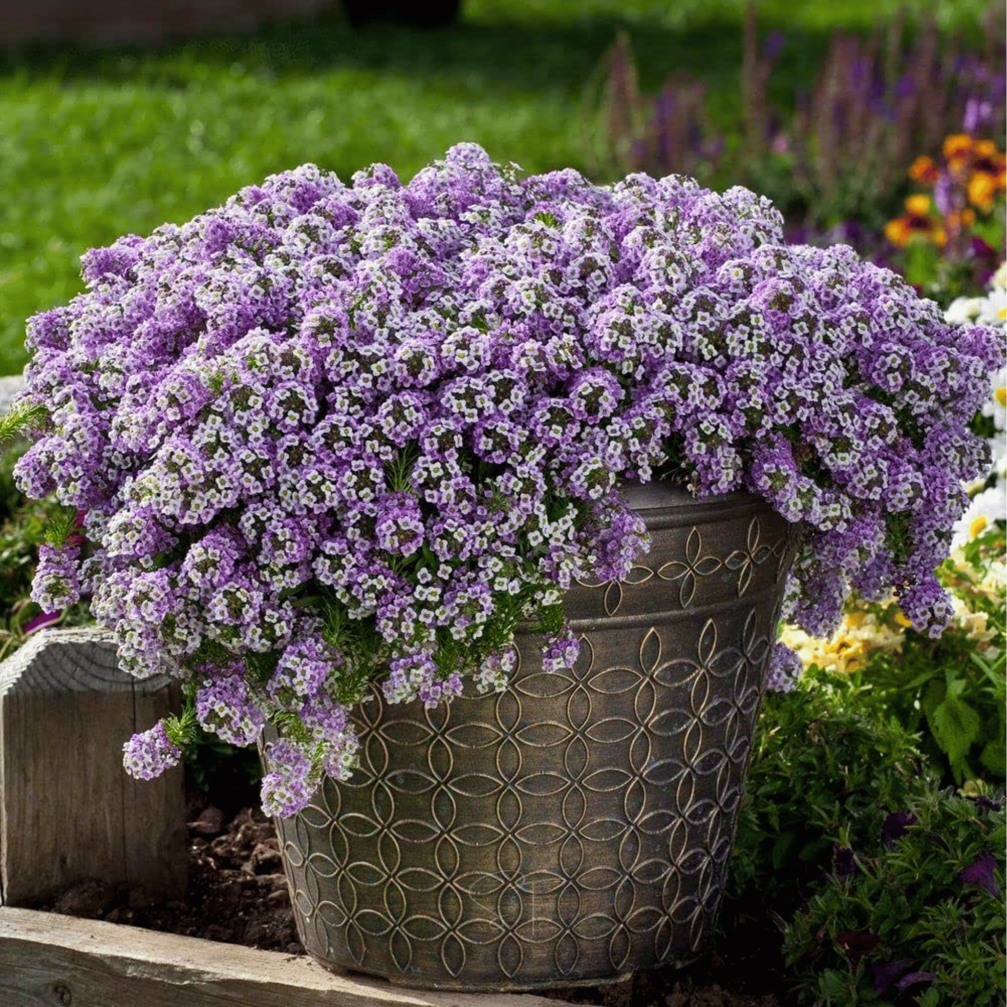Royal Carpet Alyssum – 100 Seeds | Seeds | Wiccan Center
