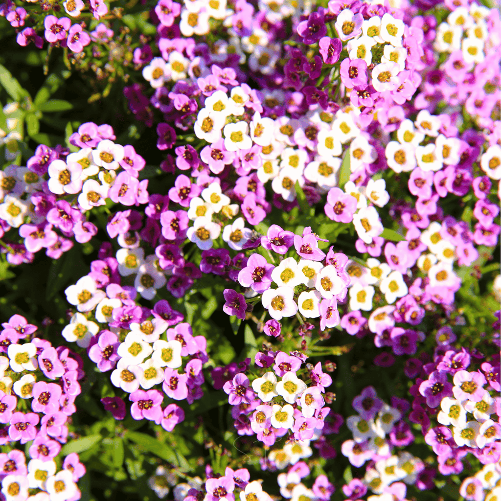 Royal Carpet Alyssum – 100 Seeds | Seeds | Wiccan Center