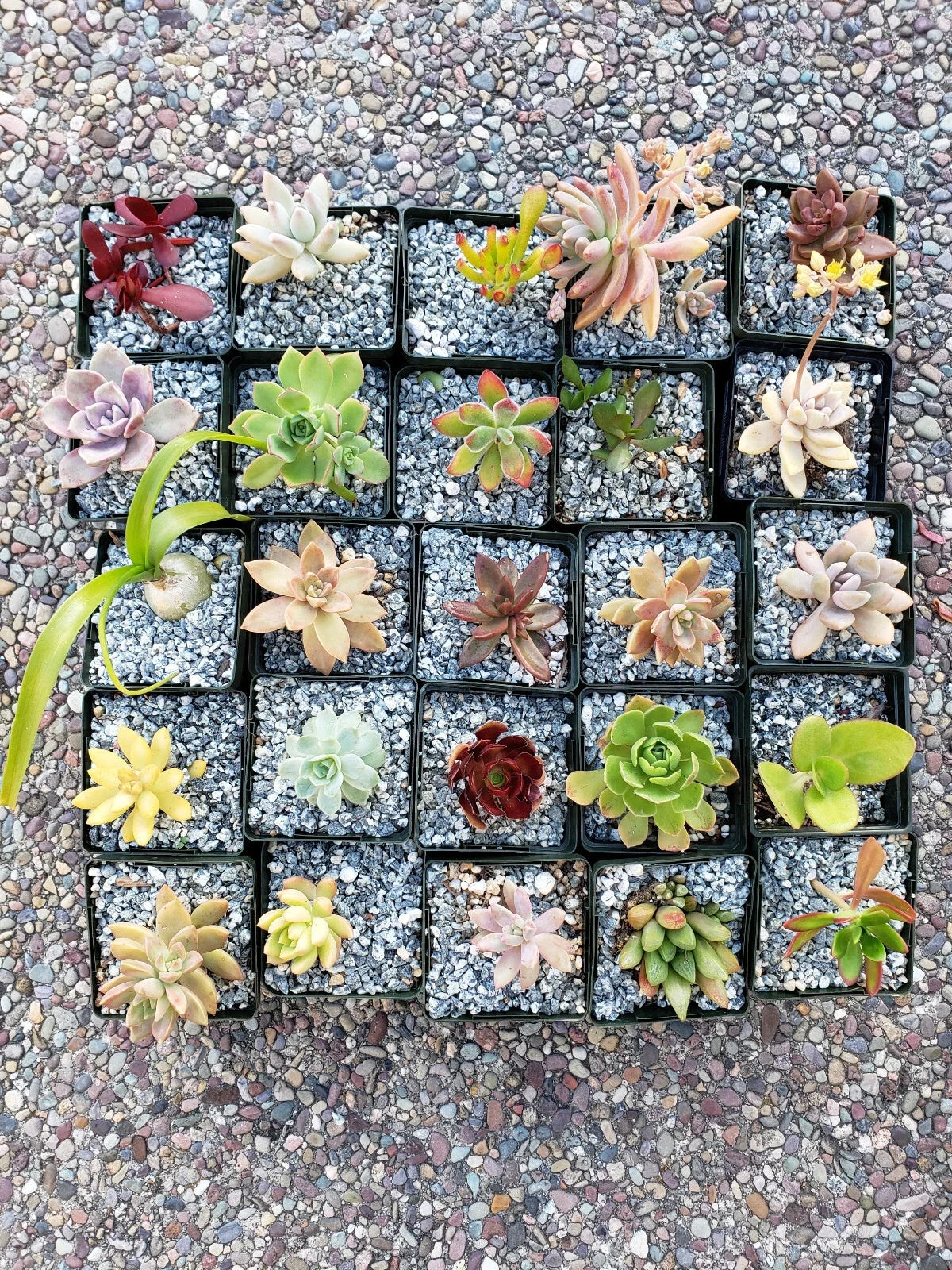 Set of 10 2" Succulents - Assorted Varieties for Wedding Decor and Floral Design - Perfect for Arrangements and Centerpieces | Houseplant | Wiccan Center