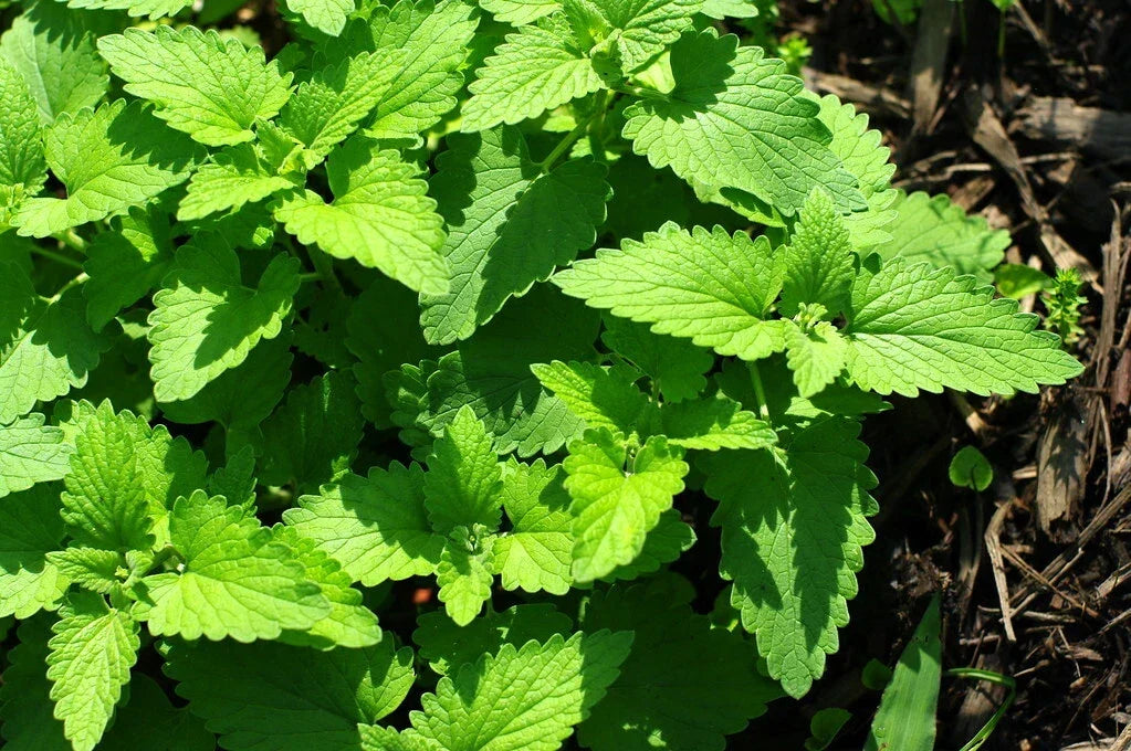 Catnip Seeds 1000 Count - Organic Catmint (Nepeta cataria) - Non-GMO Herbal Plant for Cats - Easy to Grow Perennial Herb | Houseplant | Wiccan Center