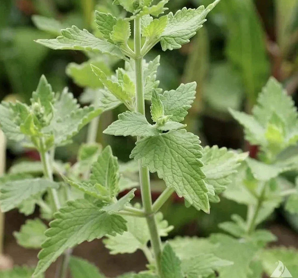 Catnip Seeds 1500+ Count - Nepeta cataria Herb Seeds for Cats - USA Grown, Aromatic Foliage, Easy to Grow | Houseplant | Wiccan Center