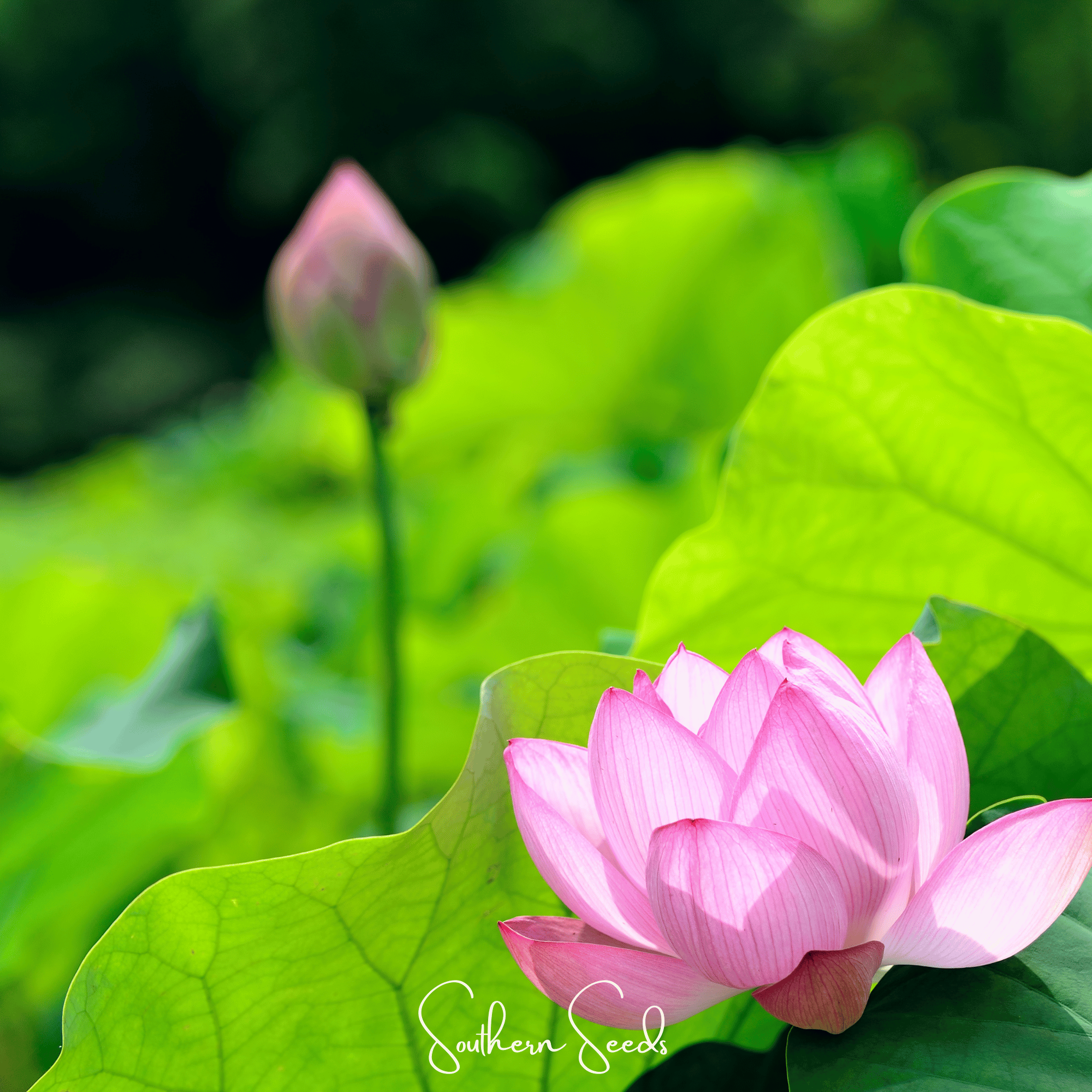 Sacred Lotus (Bonsai) - 5 Seeds | Seeds | Wiccan Center
