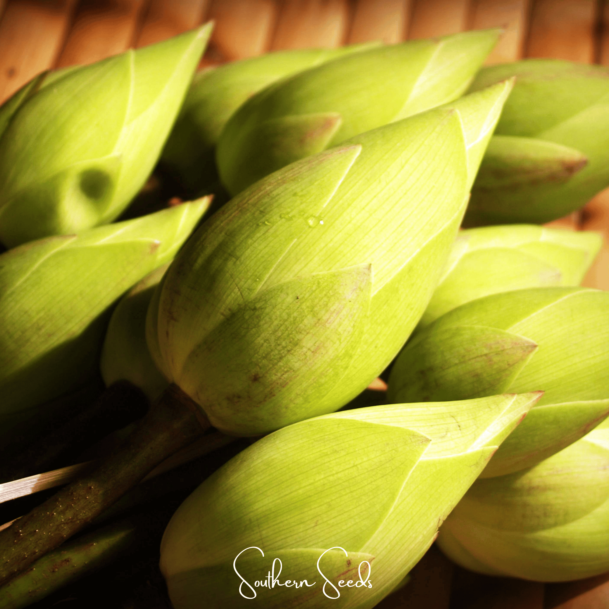 Sacred Lotus (Bonsai) - 5 Seeds | Seeds | Wiccan Center