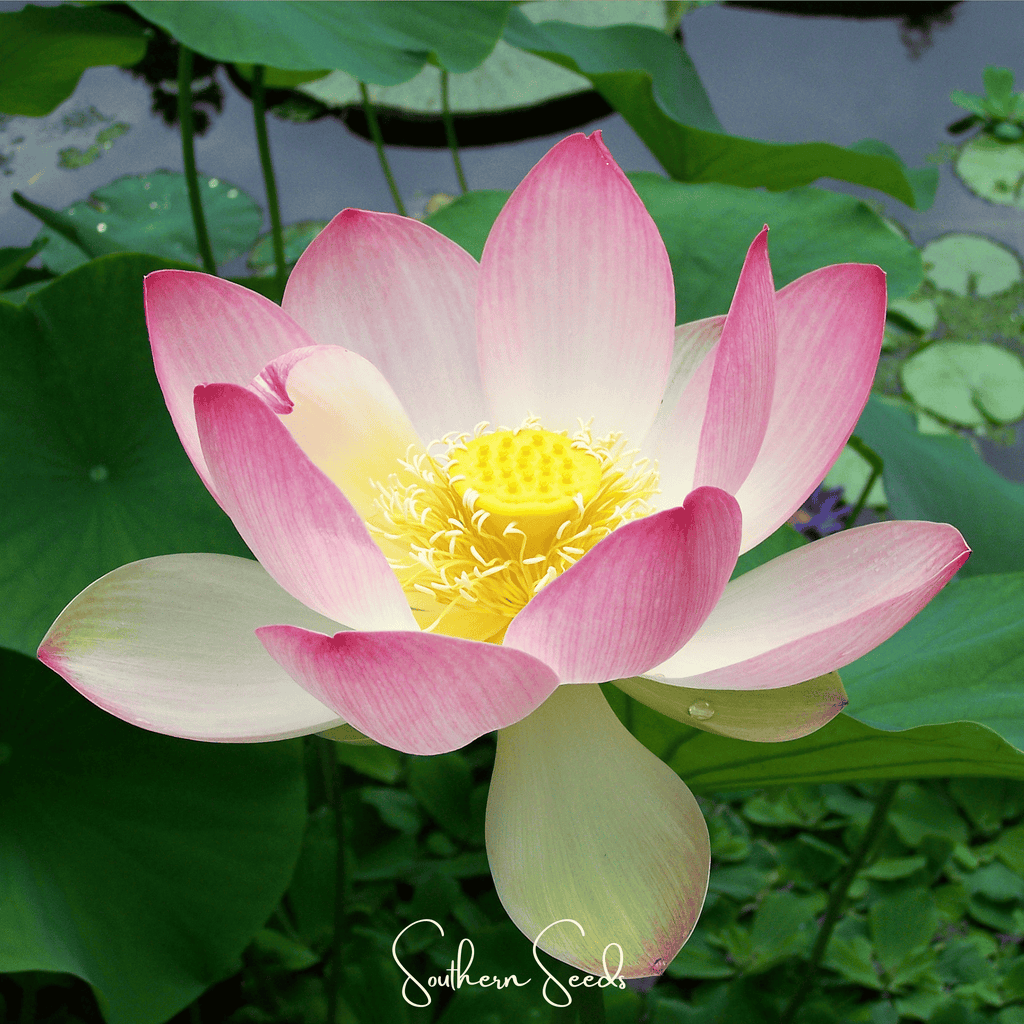 Sacred Lotus (Bonsai) - 5 Seeds | Seeds | Wiccan Center