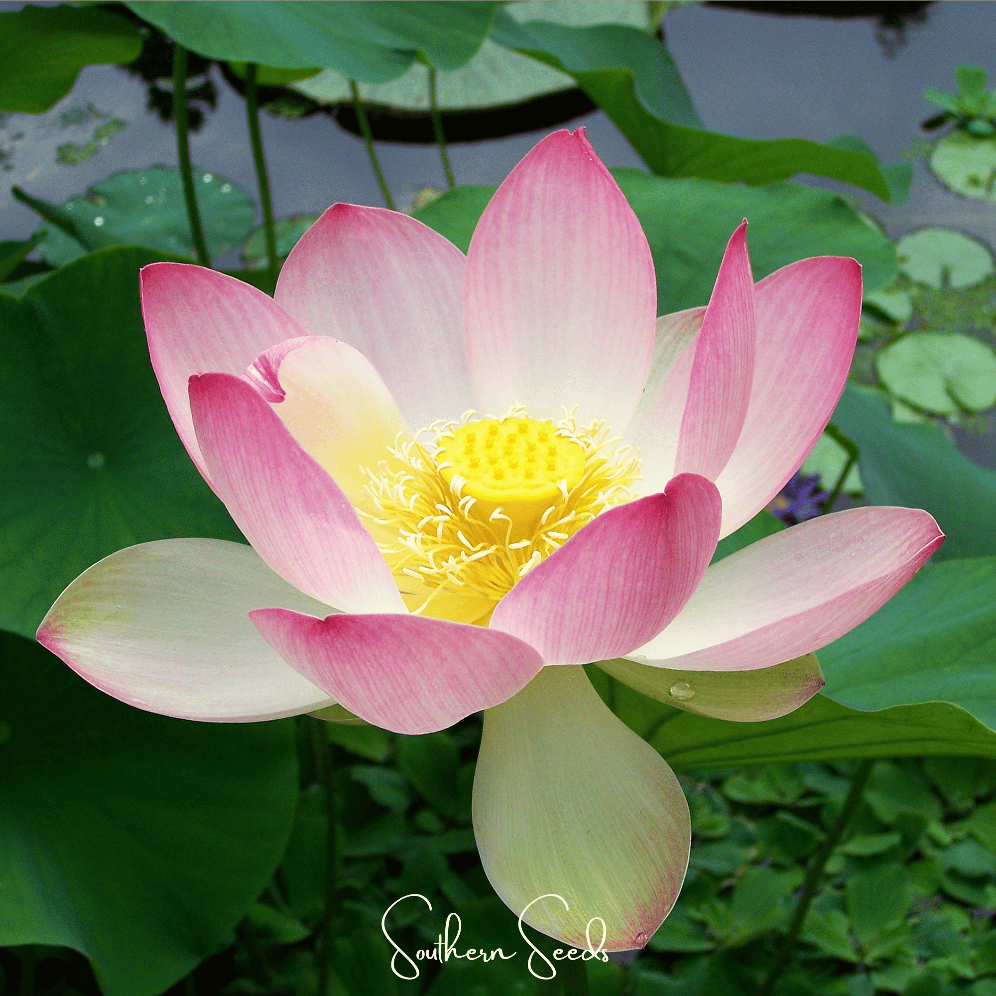 Sacred Lotus (Bonsai) - 5 Seeds | Seeds | Wiccan Center