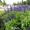 Blue Sage – 100 Seeds | | Wiccan Center