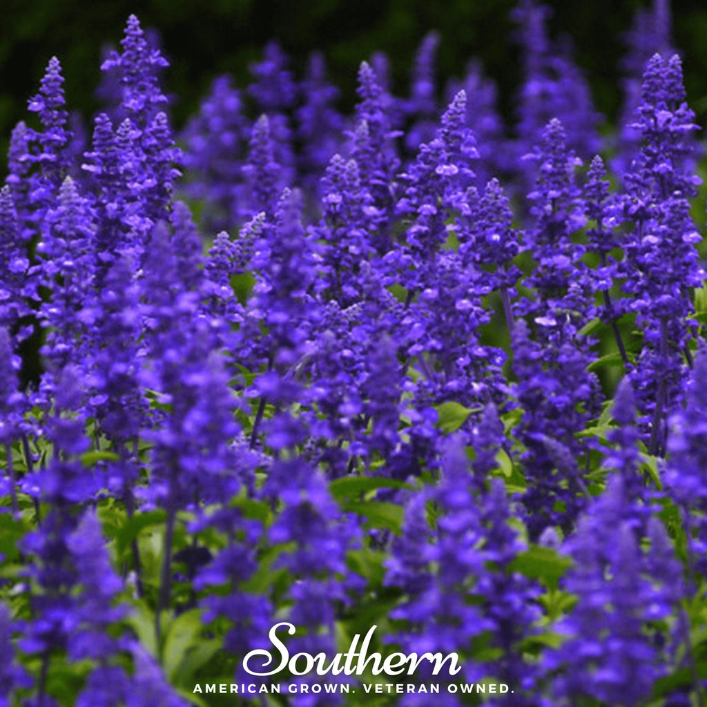Blue Sage – 100 Seeds | | Wiccan Center