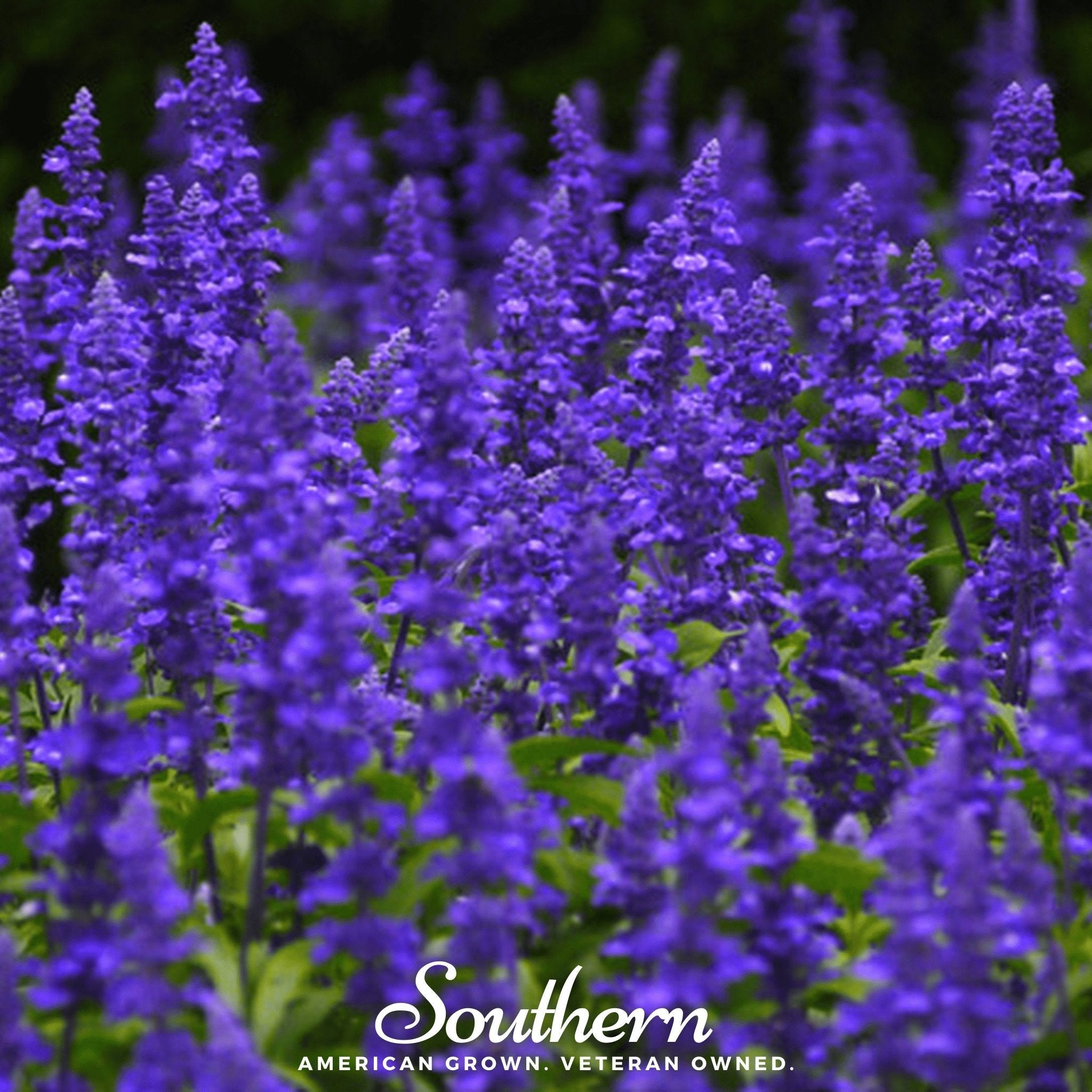 Blue Sage – 100 Seeds | | Wiccan Center