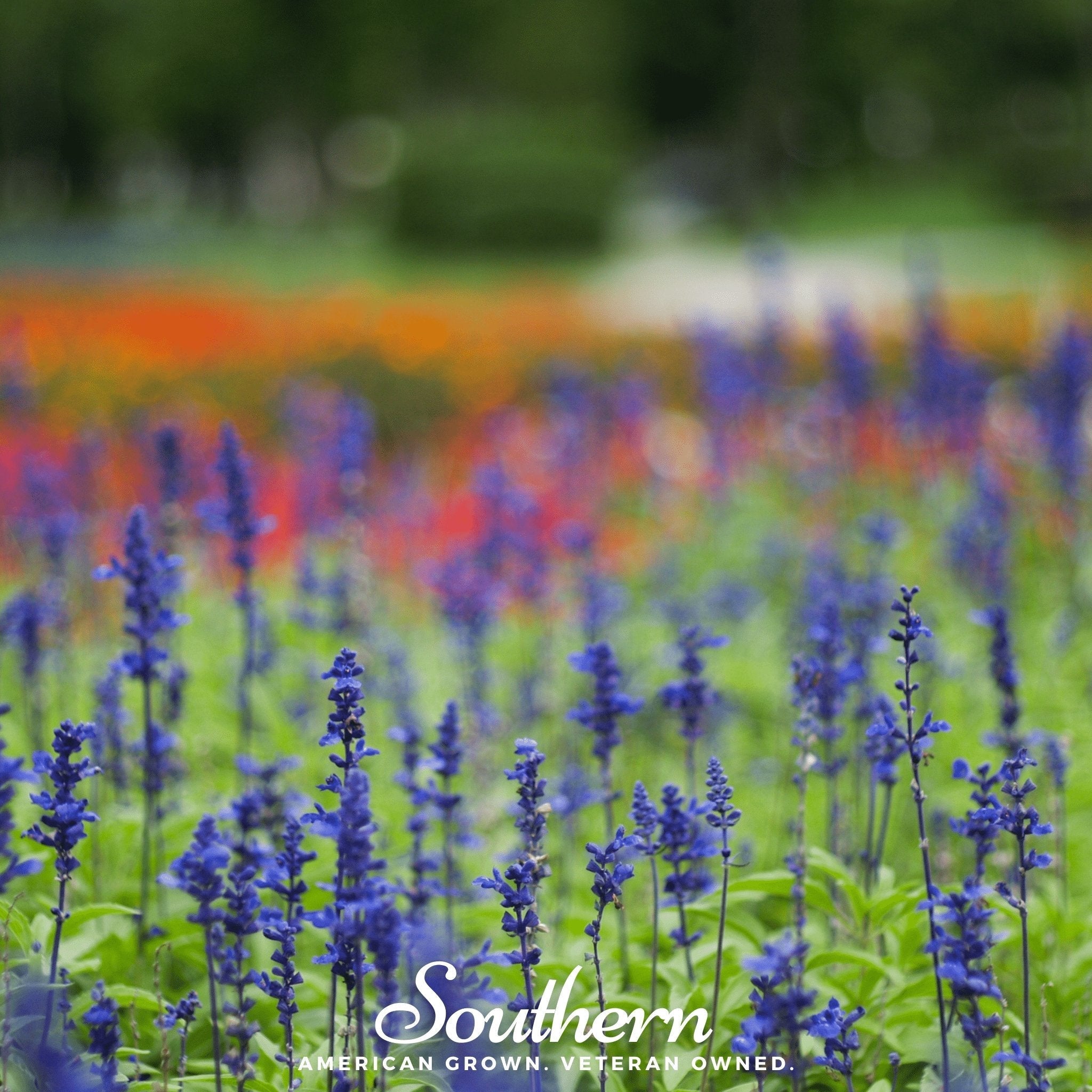 Blue Sage – 100 Seeds | | Wiccan Center