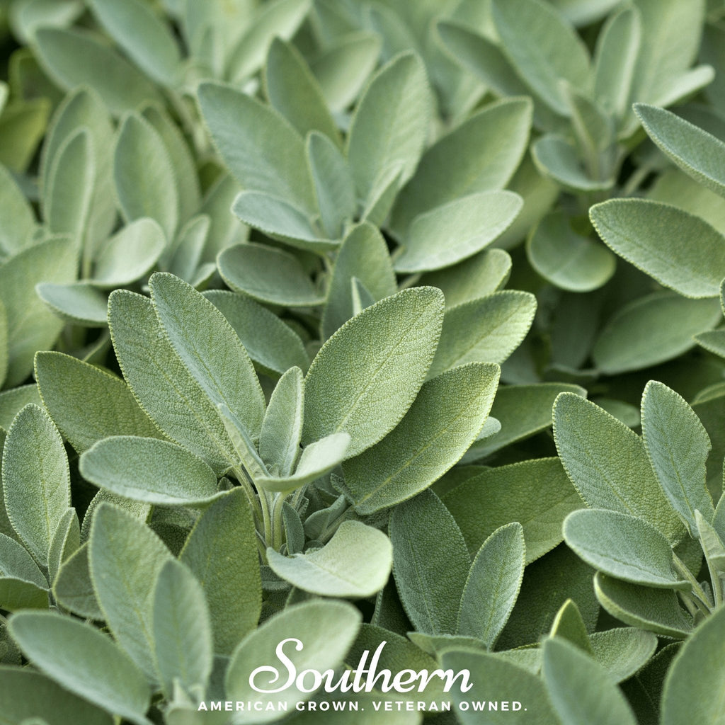 Broadleaf Sage – 50 Seeds | Seeds | Wiccan Center