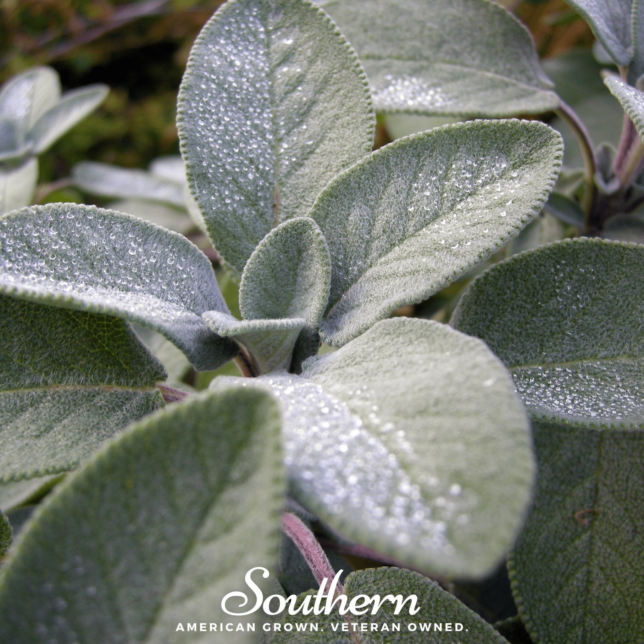 Broadleaf Sage – 50 Seeds | Seeds | Wiccan Center