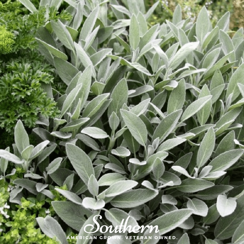 Broadleaf Sage – 50 Seeds | Seeds | Wiccan Center