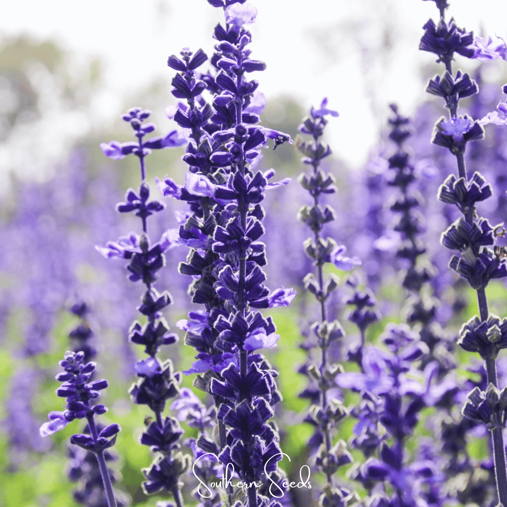 Kitchen Sage – 50 Seeds | Seeds | Wiccan Center