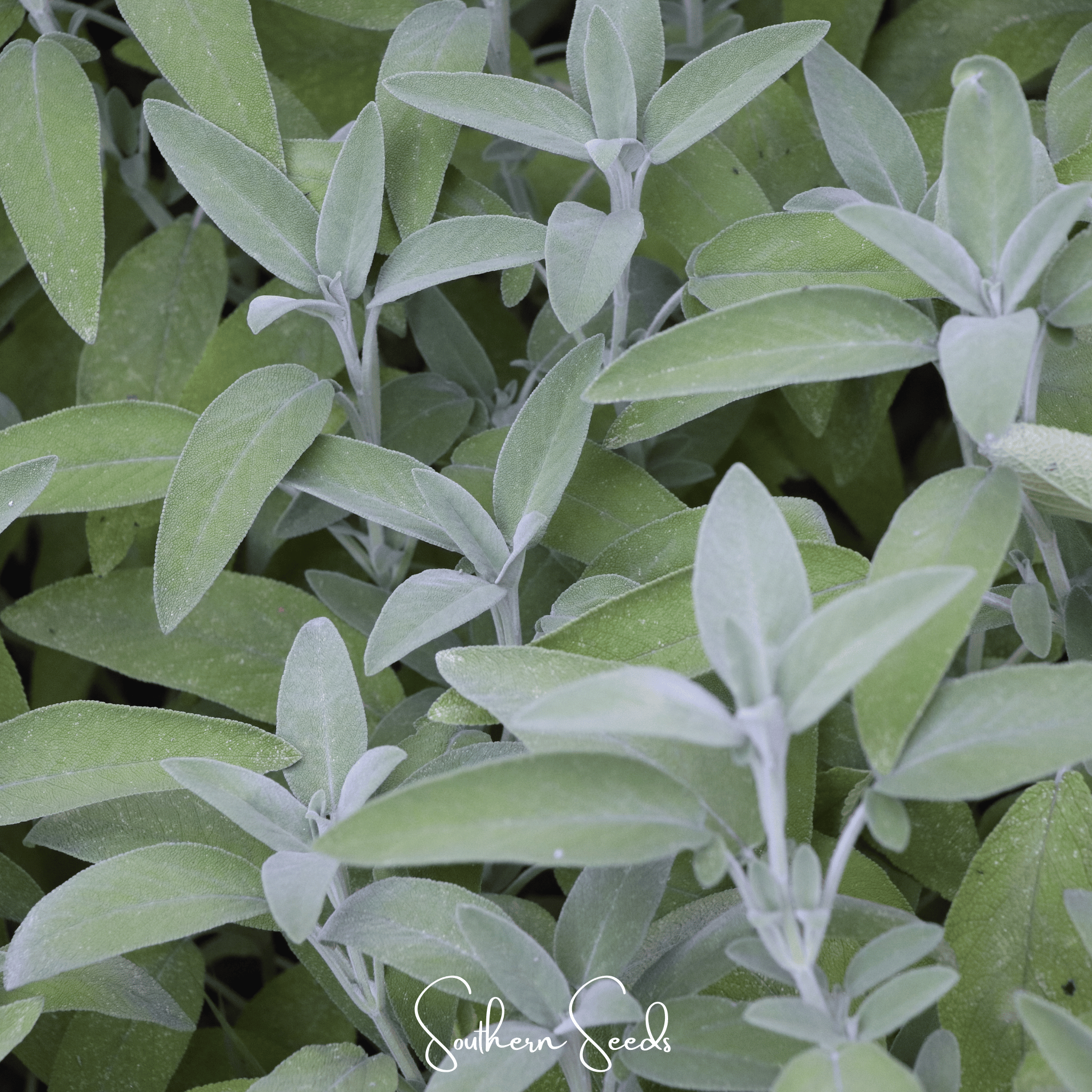 Kitchen Sage – 50 Seeds | Seeds | Wiccan Center