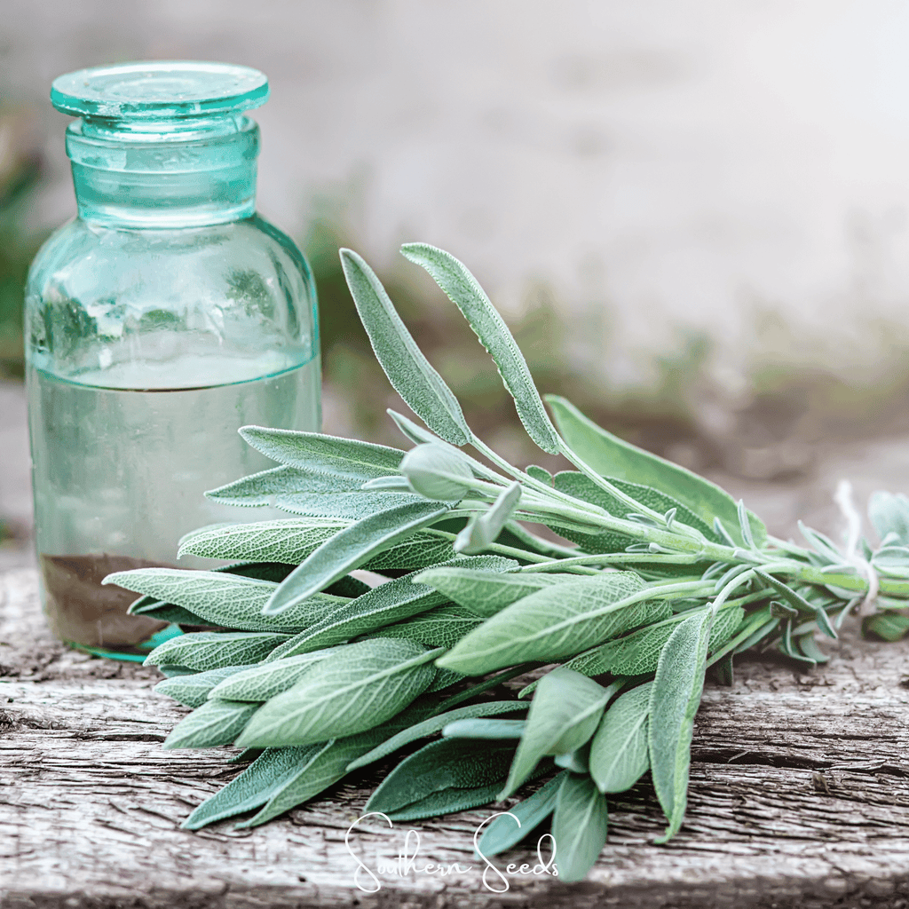Kitchen Sage – 50 Seeds | Seeds | Wiccan Center