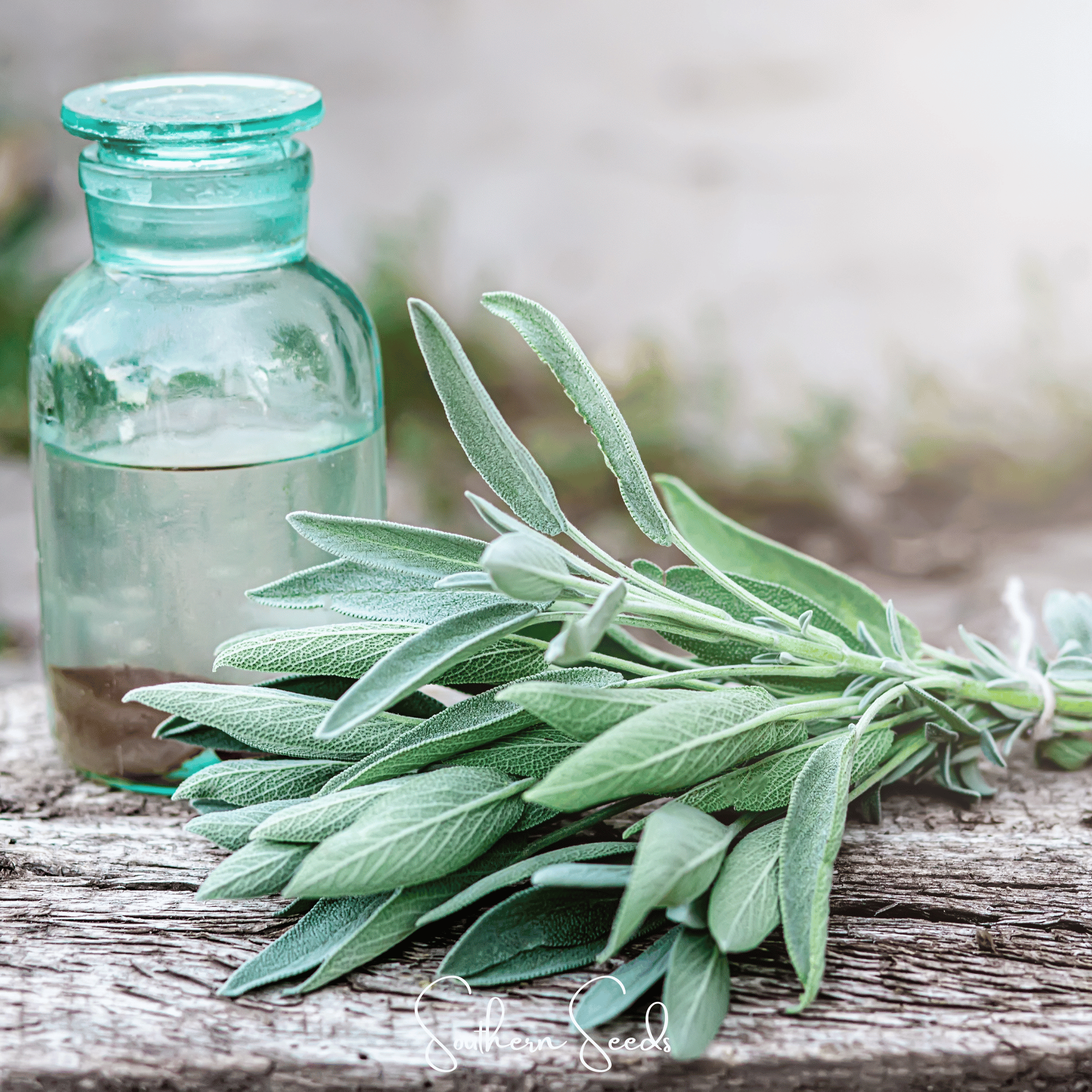 Kitchen Sage – 50 Seeds | Seeds | Wiccan Center