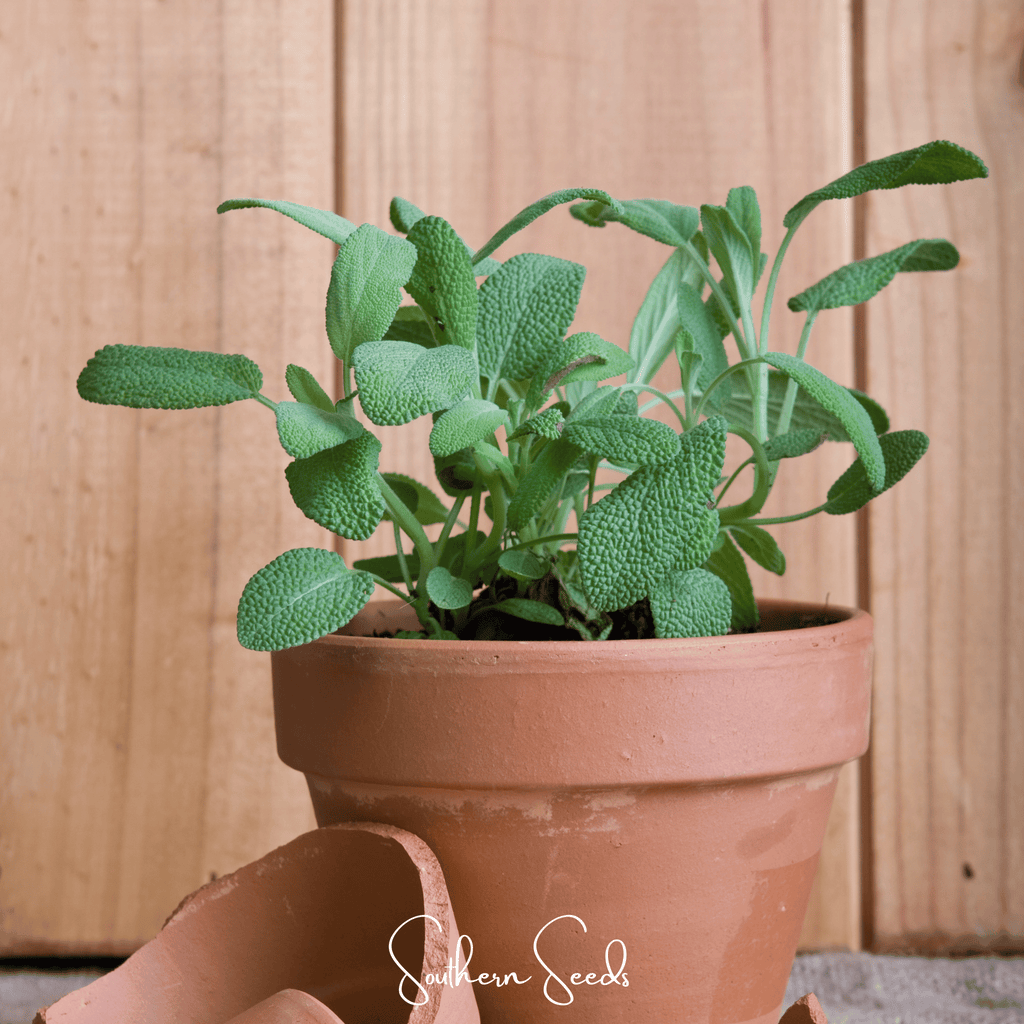 Kitchen Sage – 50 Seeds | Seeds | Wiccan Center