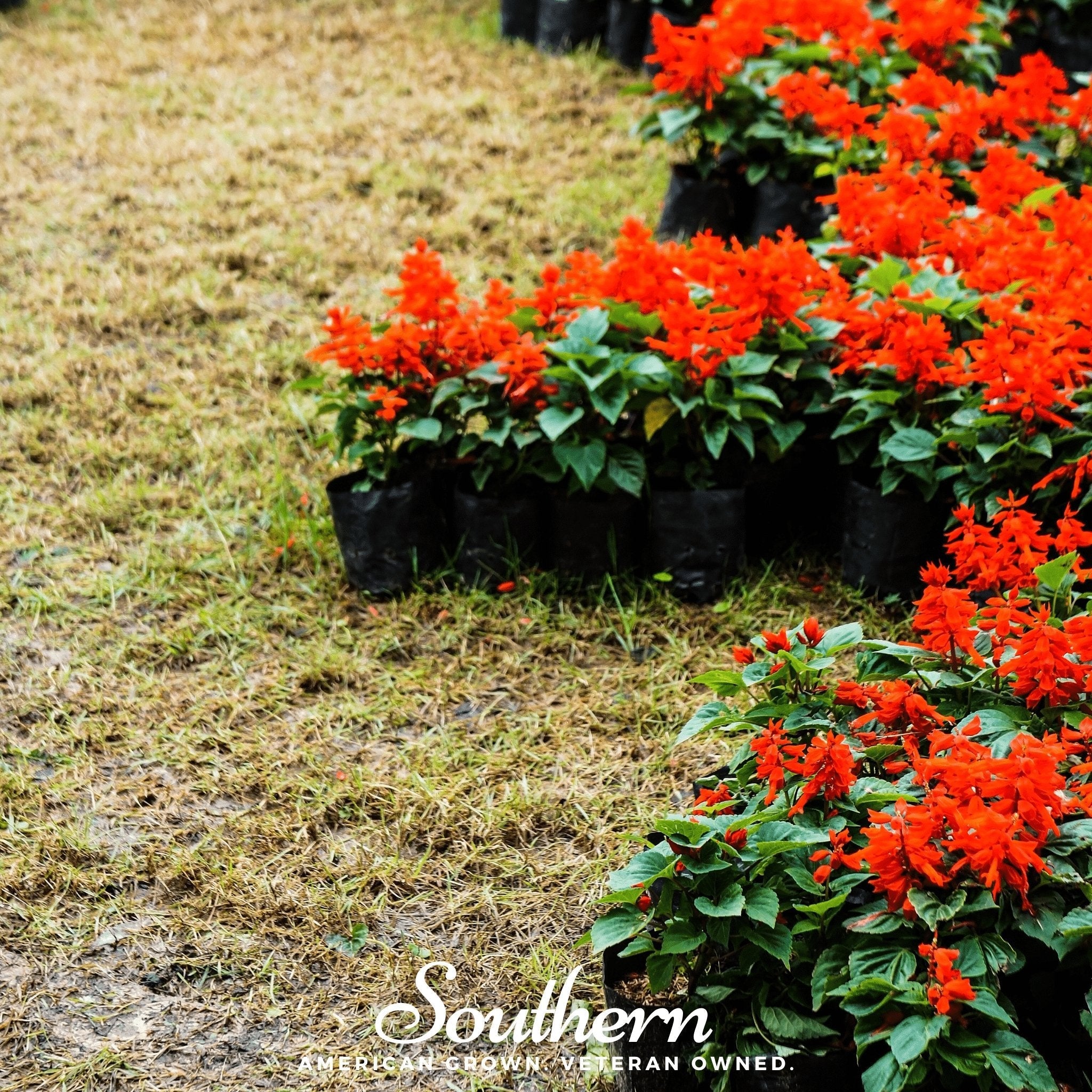 Scarlet Sage – 100 Seeds | | Wiccan Center