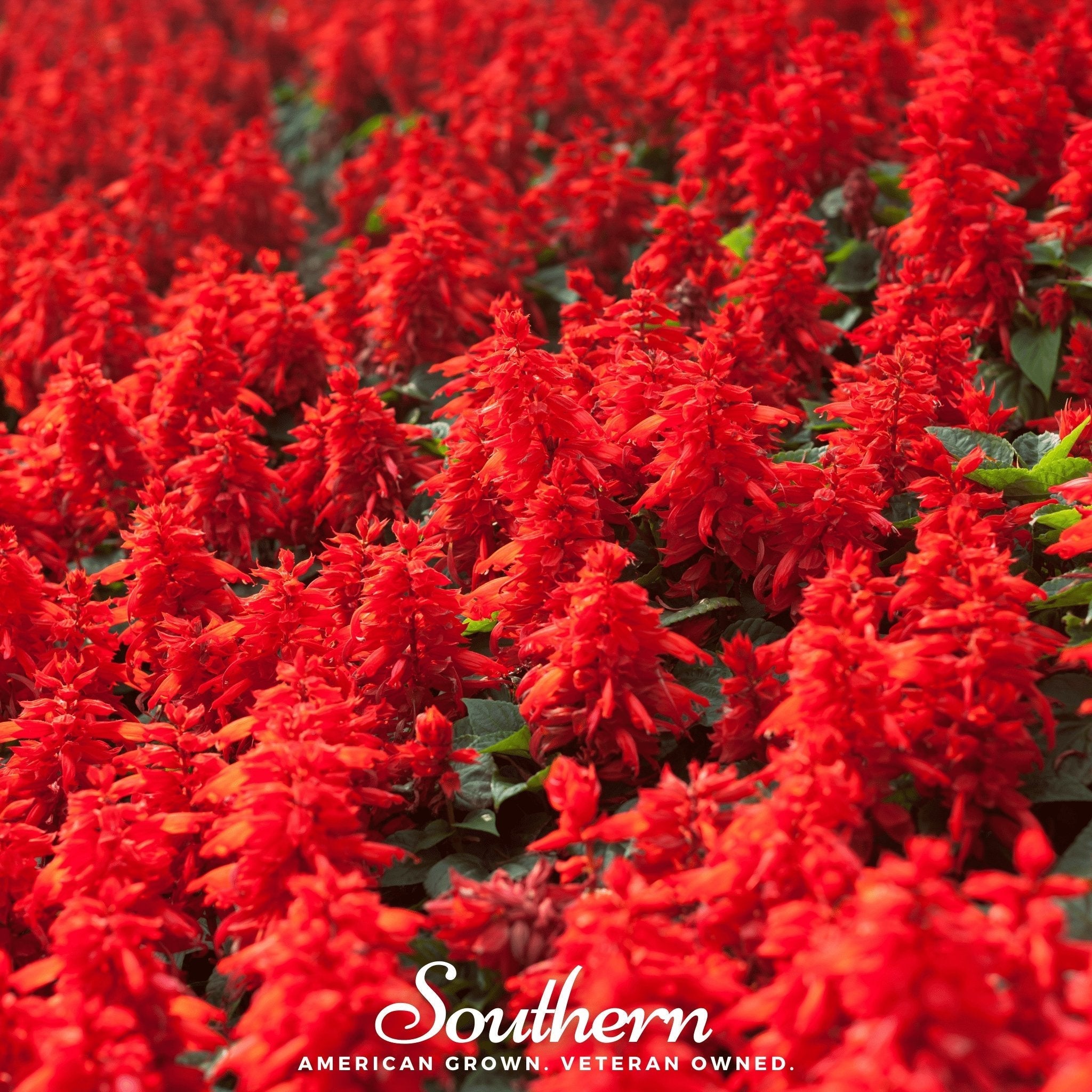 Scarlet Sage – 100 Seeds | | Wiccan Center