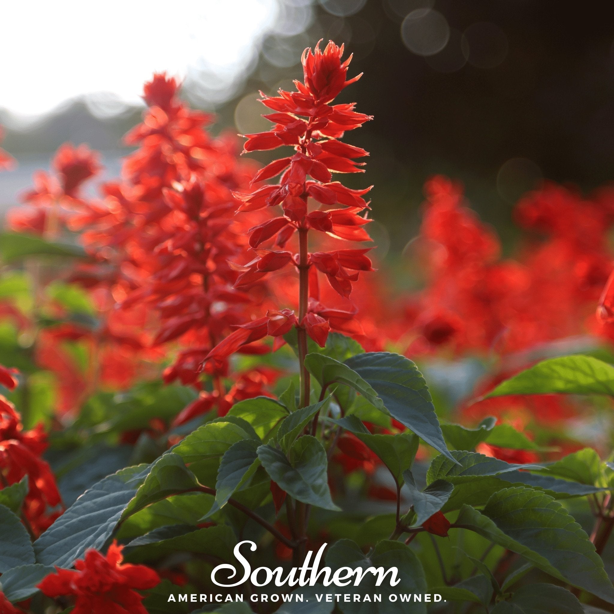 Scarlet Sage – 100 Seeds | | Wiccan Center