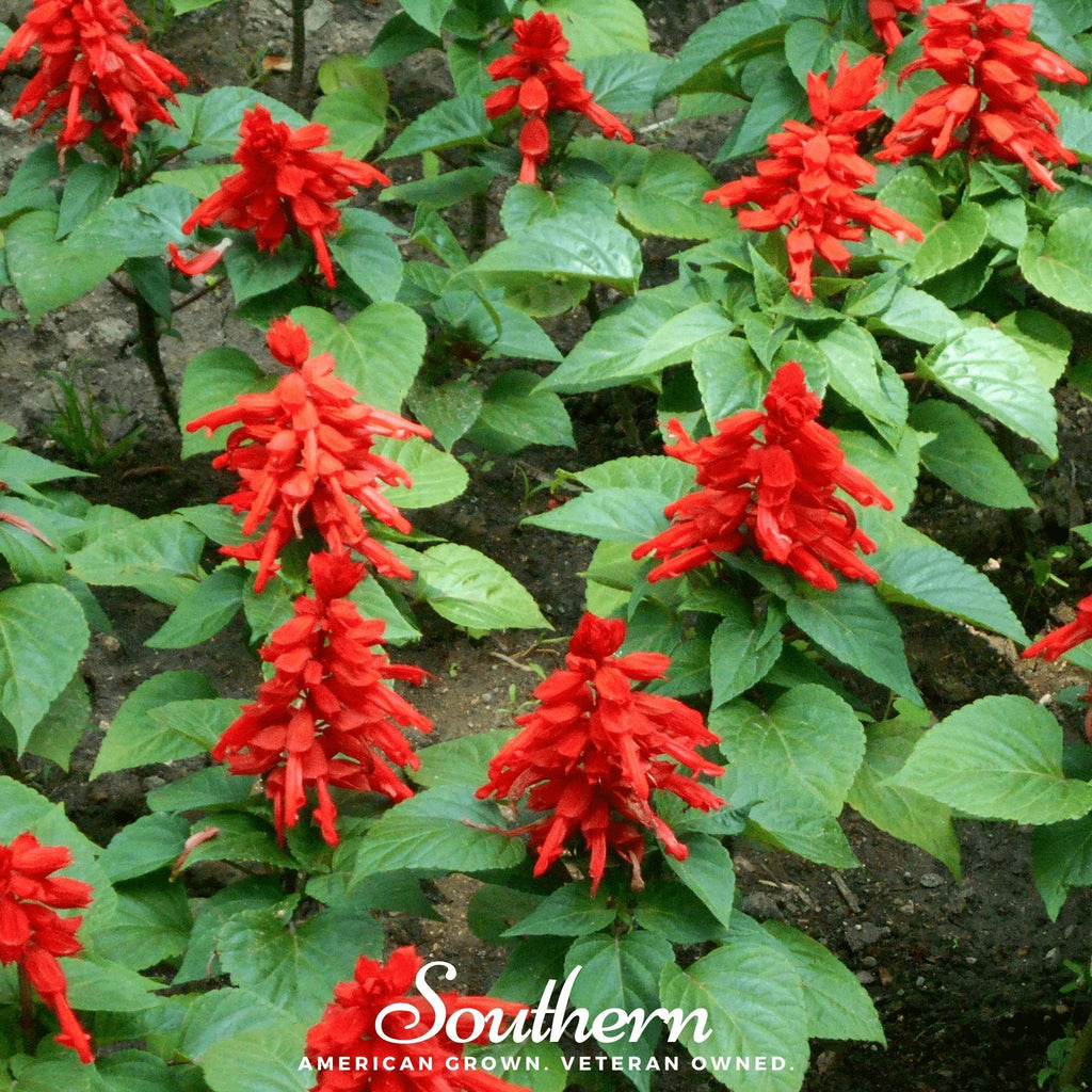 Scarlet Sage – 100 Seeds | | Wiccan Center