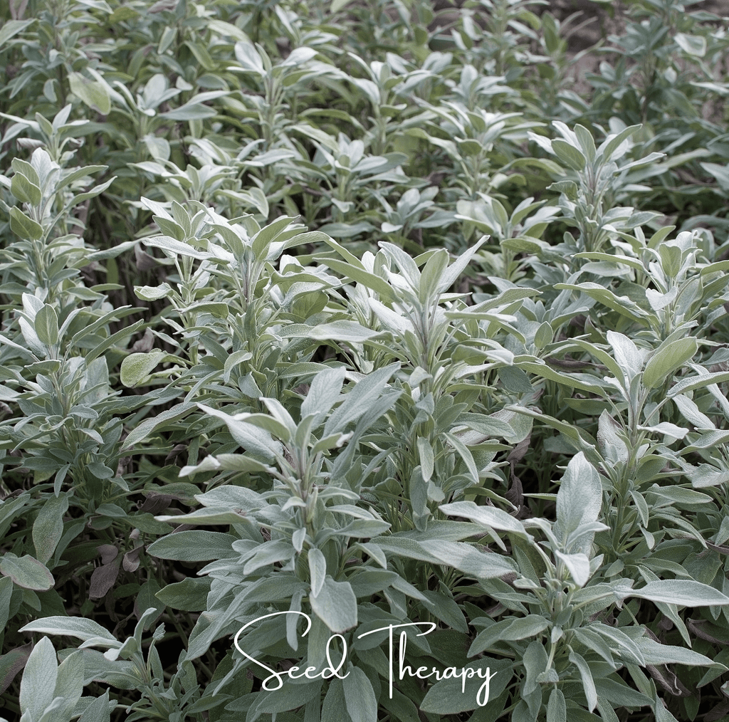 White Sage – 50 Seeds | | Wiccan Center