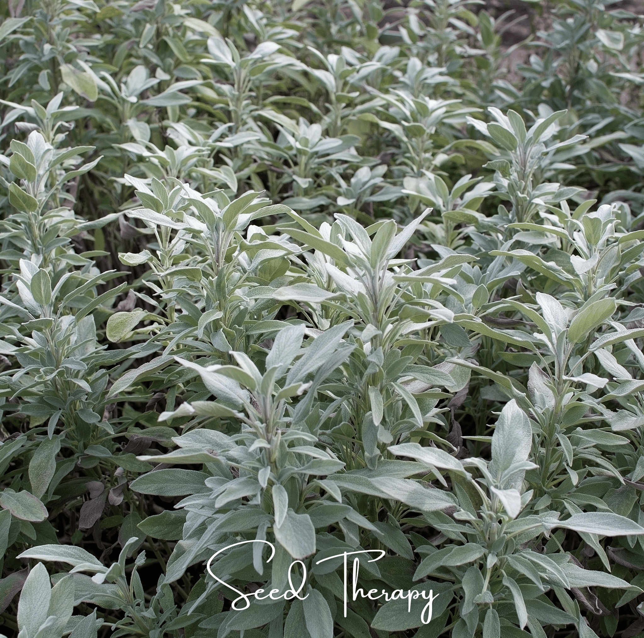 White Sage – 50 Seeds | | Wiccan Center