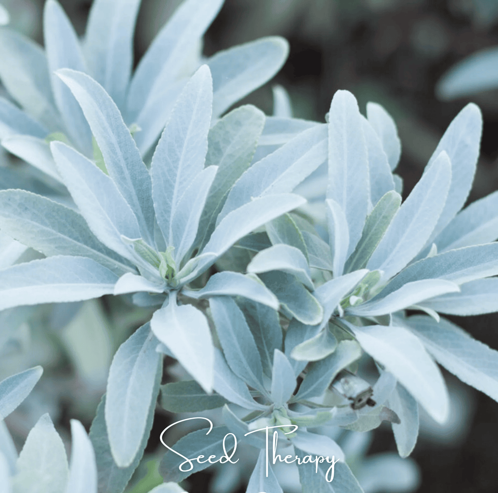 White Sage – 50 Seeds | | Wiccan Center