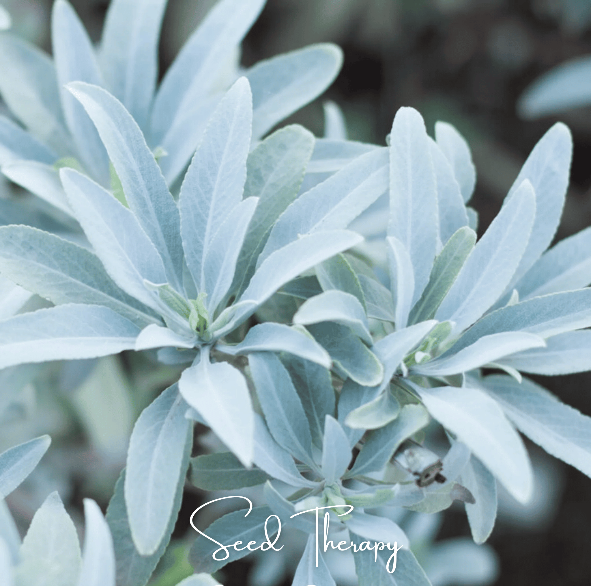 White Sage – 50 Seeds | | Wiccan Center