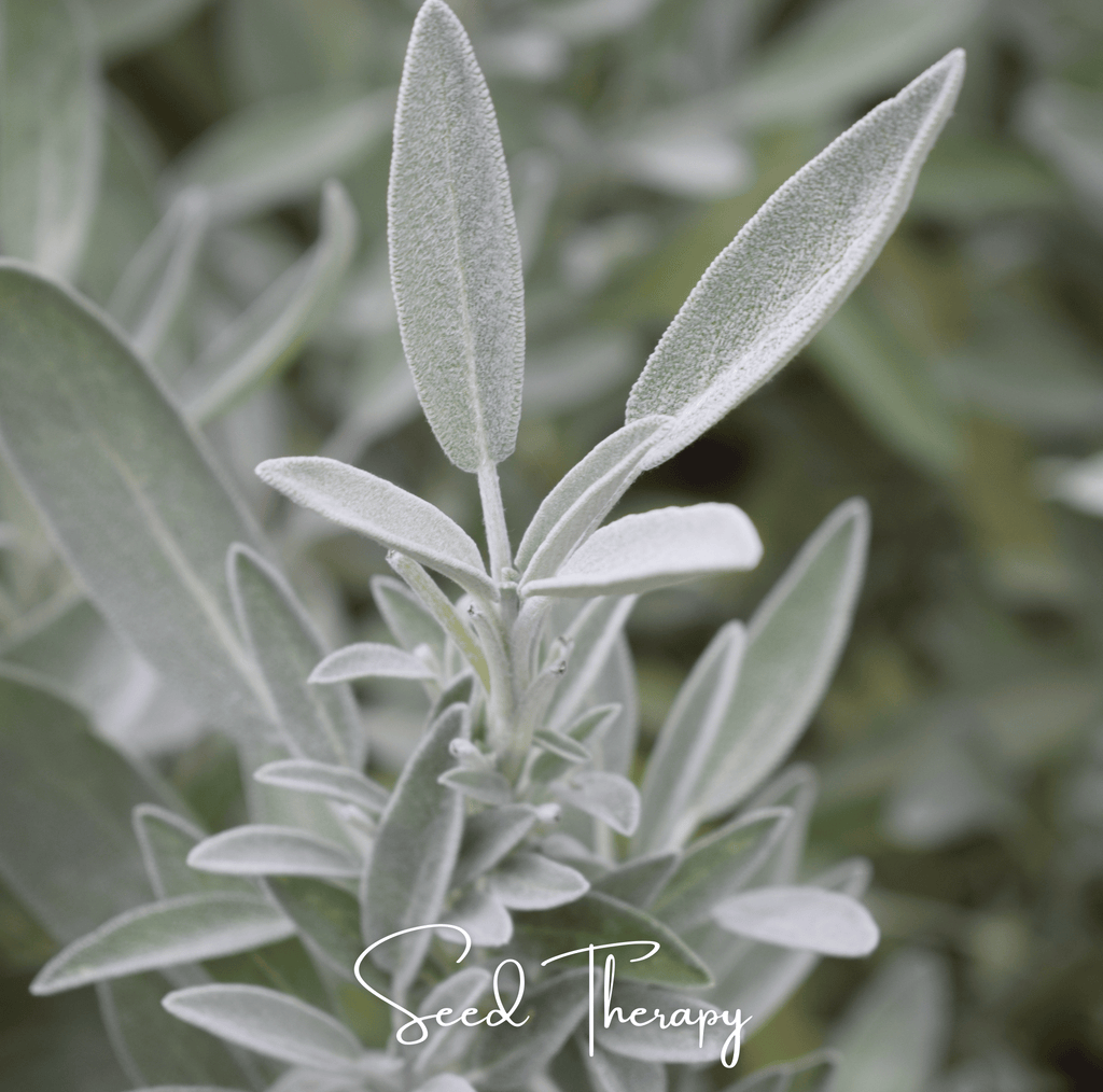 White Sage – 50 Seeds | | Wiccan Center