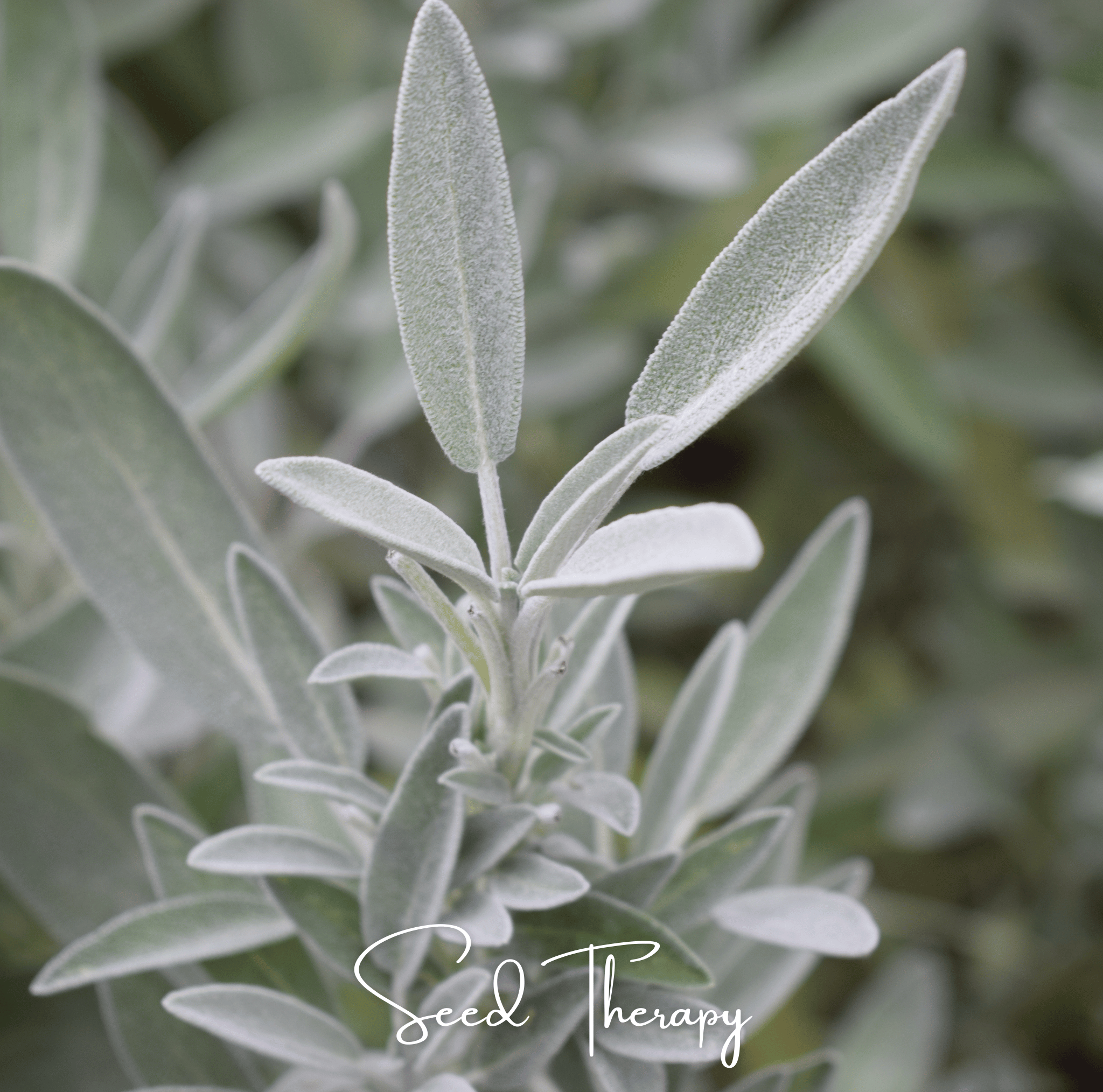 White Sage – 50 Seeds | | Wiccan Center