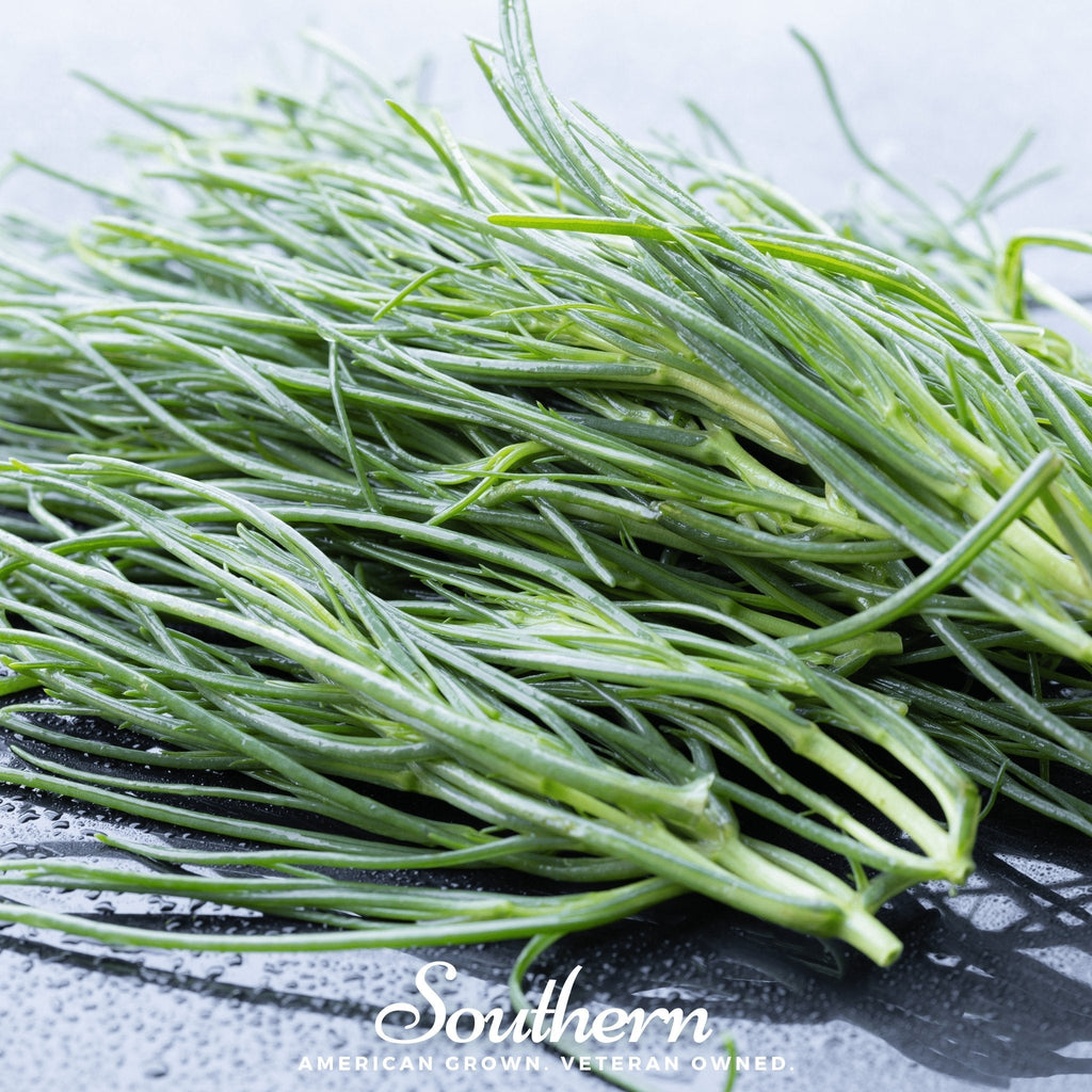 Saltwort – 50 Seeds | | Wiccan Center