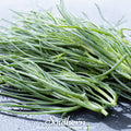 Saltwort – 50 Seeds | | Wiccan Center