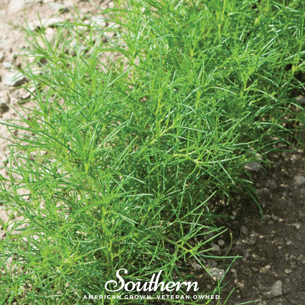 Saltwort – 50 Seeds | | Wiccan Center