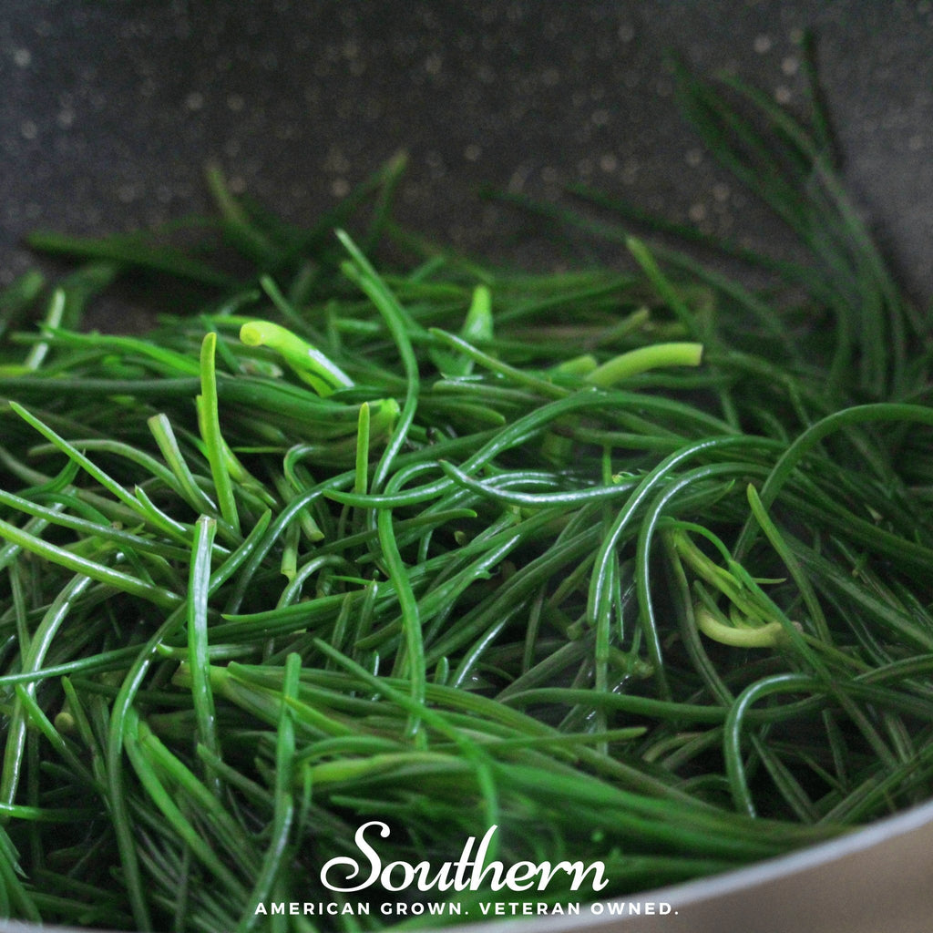 Saltwort – 50 Seeds | | Wiccan Center