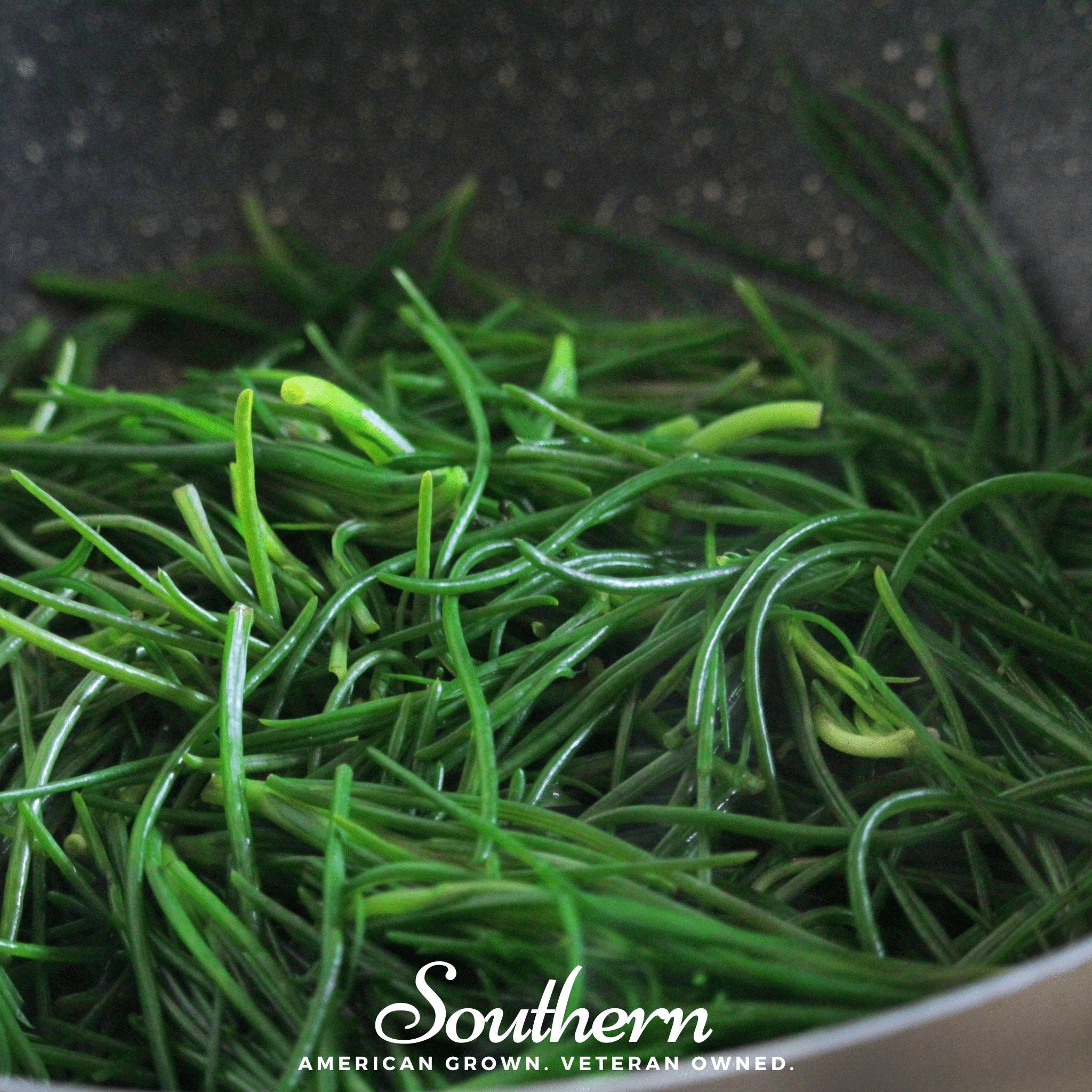 Saltwort – 50 Seeds | | Wiccan Center