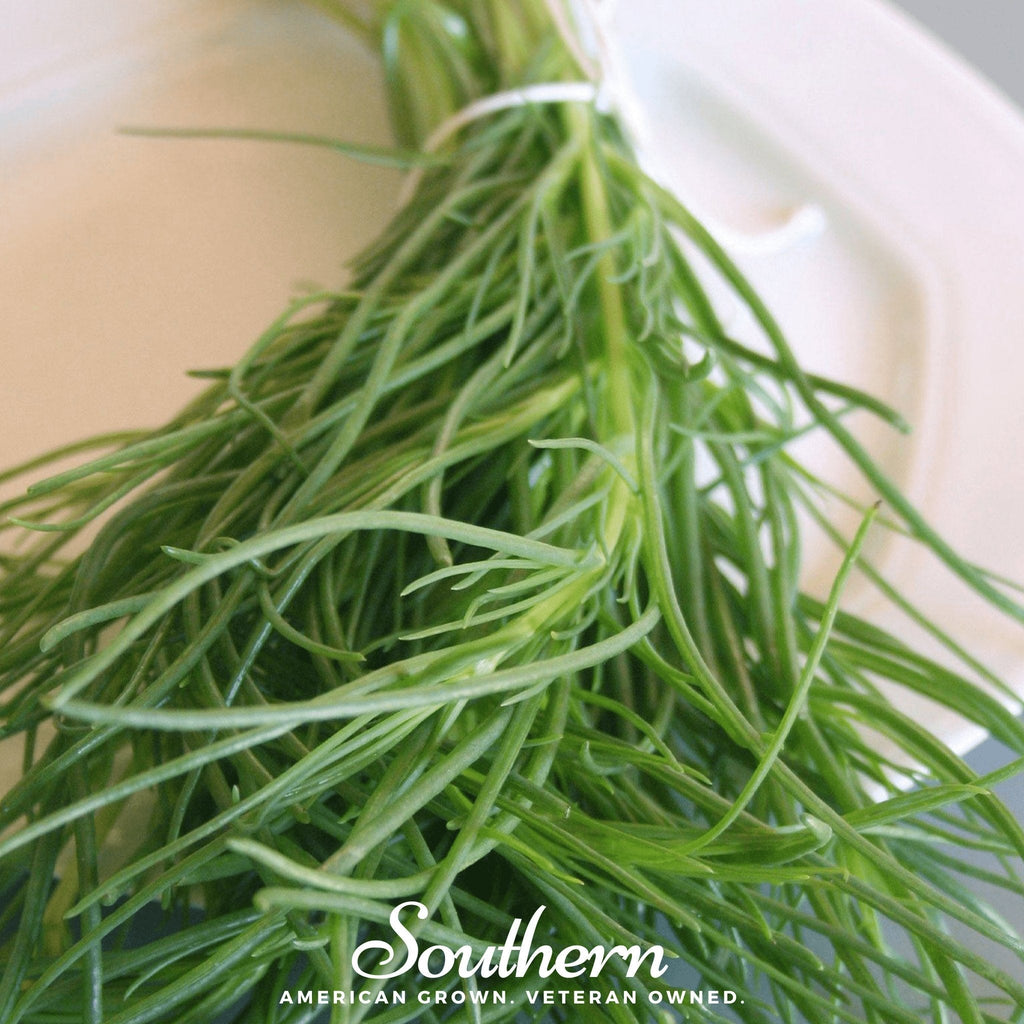 Saltwort – 50 Seeds | | Wiccan Center