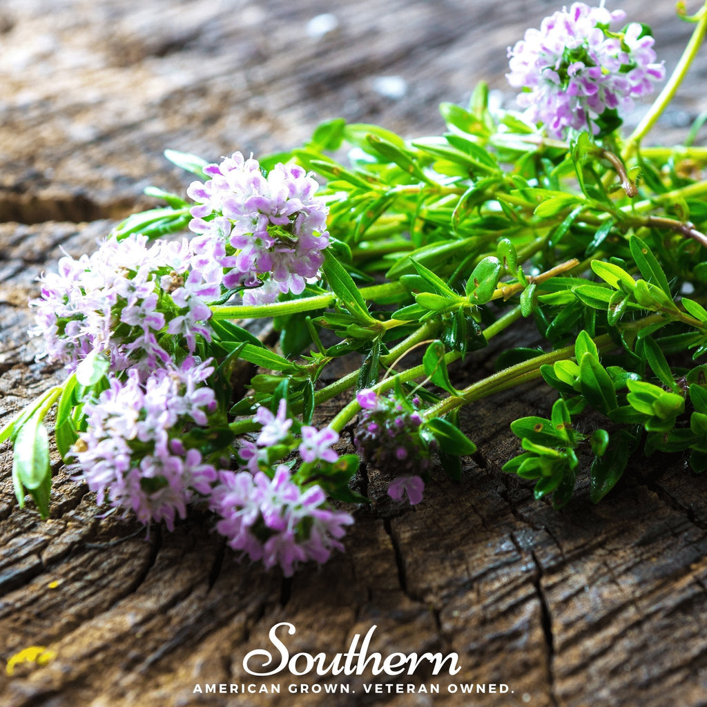 Summer Savory – 100 Seeds | | Wiccan Center