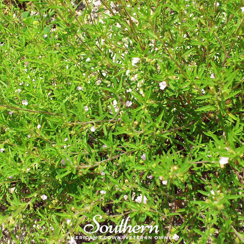 Summer Savory – 100 Seeds | | Wiccan Center