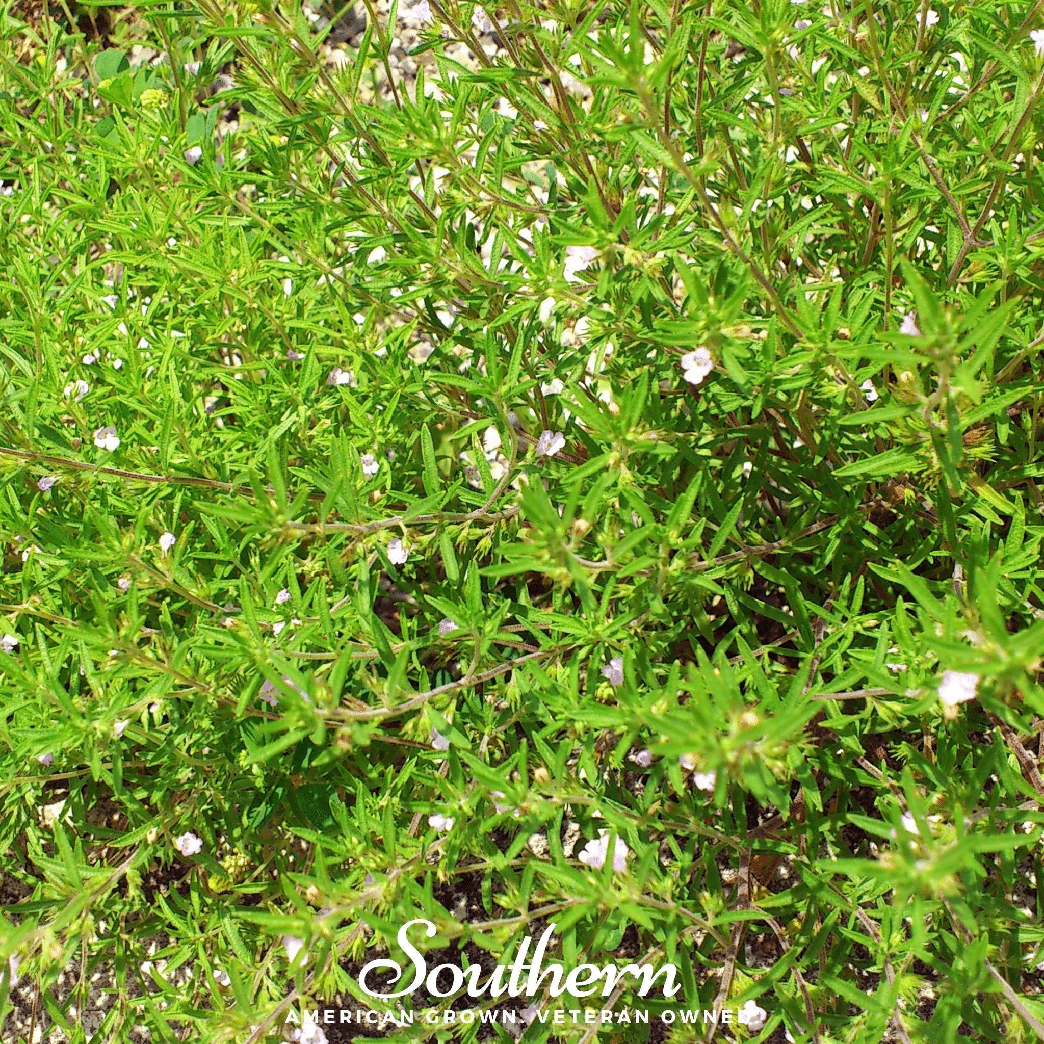 Summer Savory – 100 Seeds | | Wiccan Center