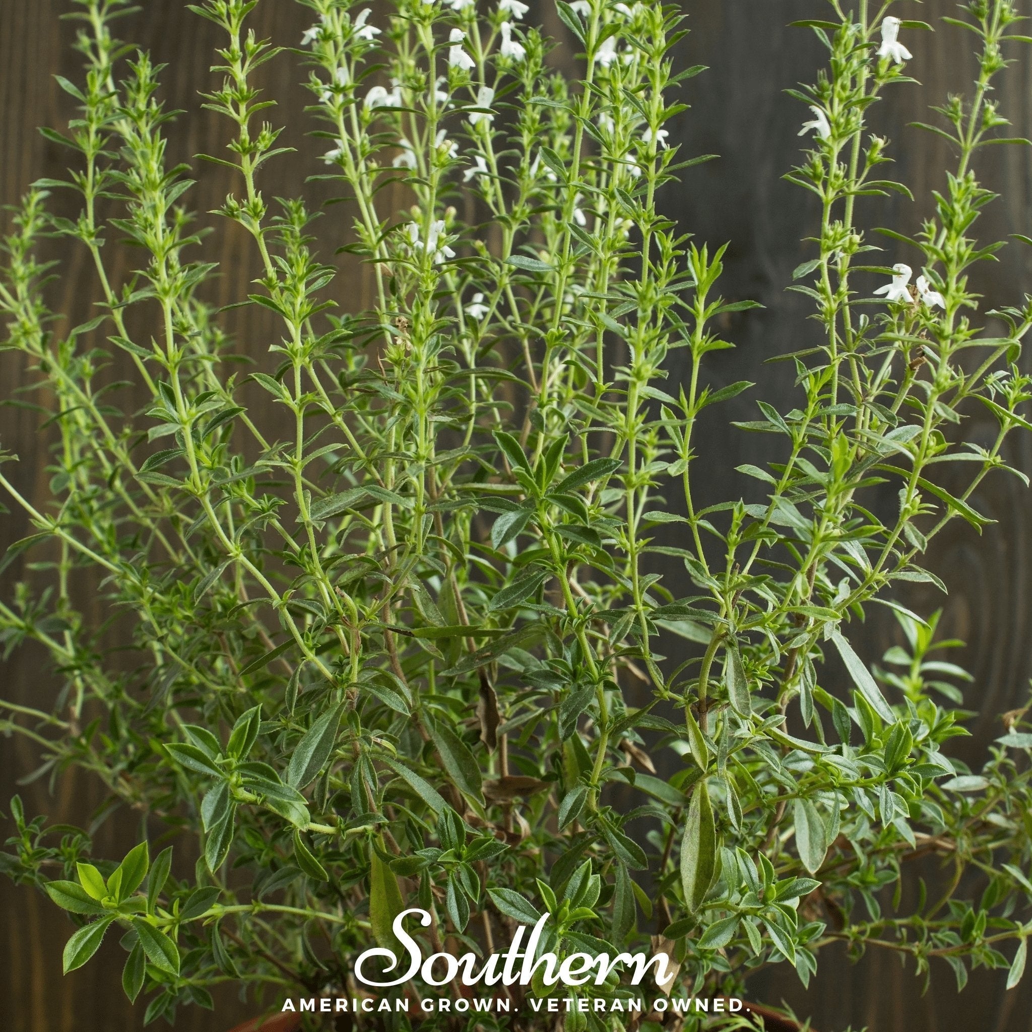 Summer Savory – 100 Seeds | | Wiccan Center