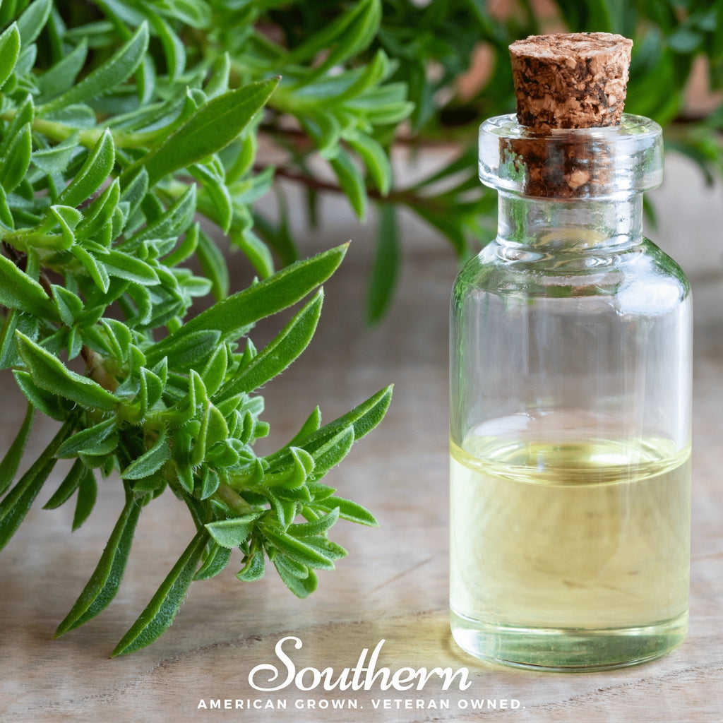 Winter Savory – 100 Seeds | | Wiccan Center